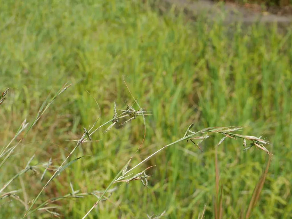 Lemon Grass (Cymbopogon Citratus) — white flowers in the garden; thriving in full sun and well-drained soil, lemongrass is drought-tolerant and, image 55