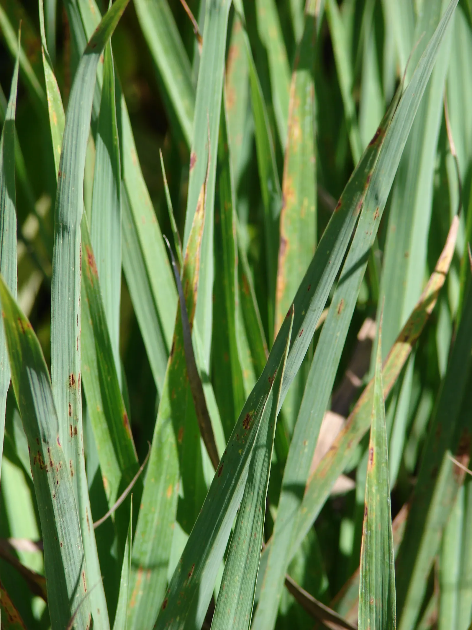 Lemon Grass (Cymbopogon Citratus) — is an invaluable asset to any garden design for both its aromatic qualities and culinary utility; slender, image 137