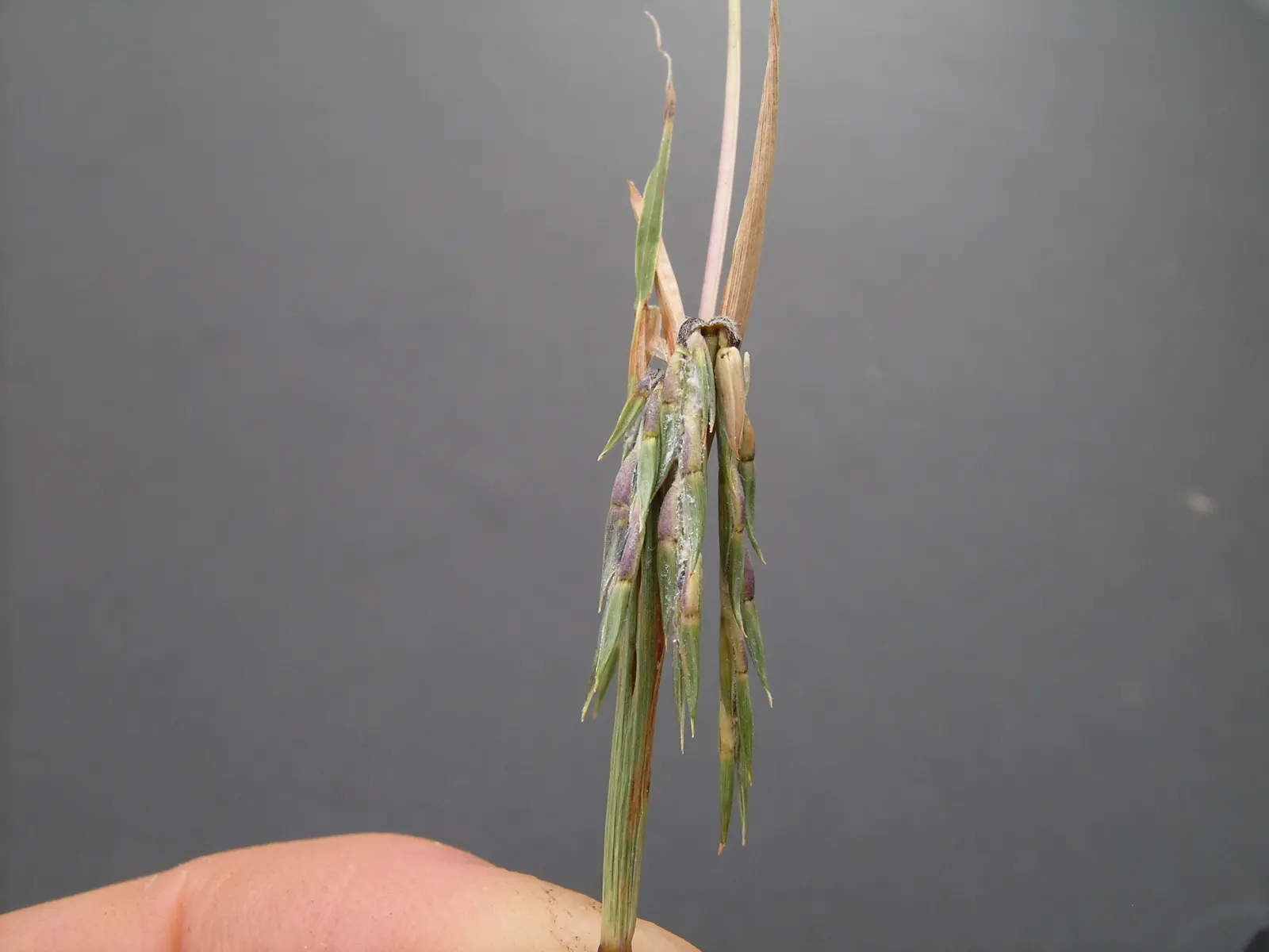 Lemon Grass (Cymbopogon Citratus) — Lemon Grass prefers full sun conditions and well-draining soil; its dense clumps are drought-tolerant once, image 83