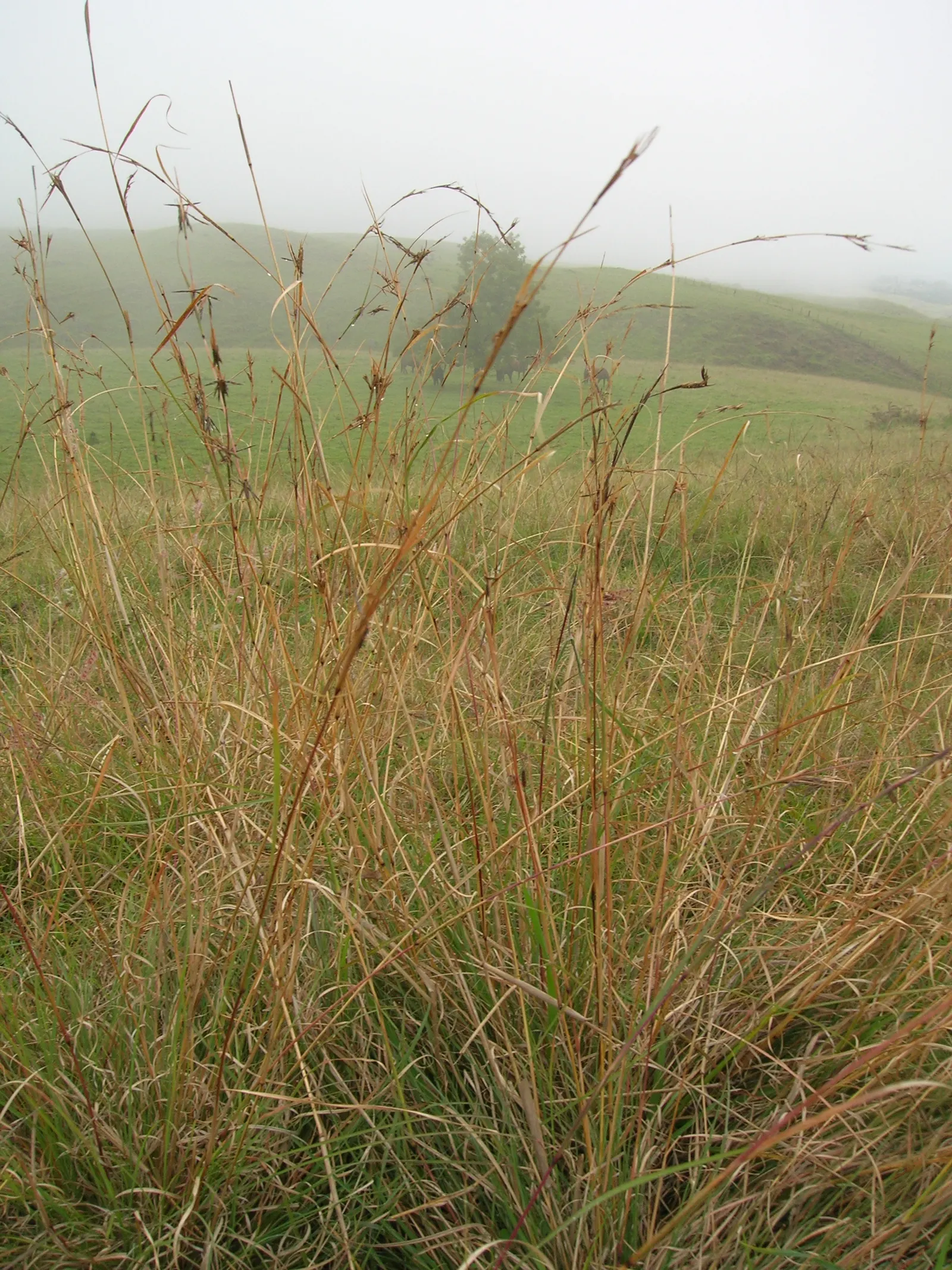 Lemon Grass (Cymbopogon Citratus) — keeping the appearance lush and contained within the space provided; lemon Grass prefers full sun conditions and