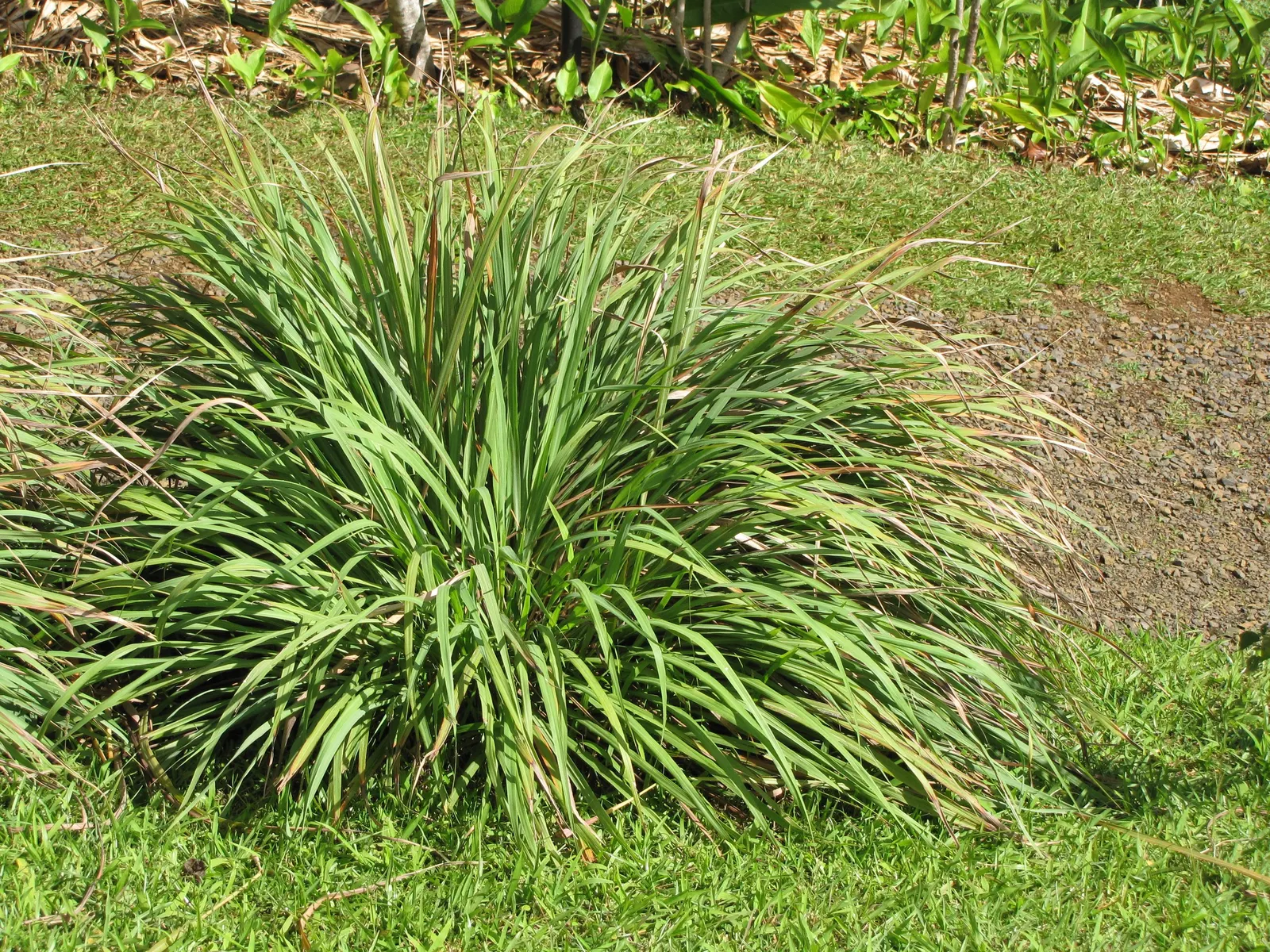 Lemon Grass (Cymbopogon Citratus) — Lemon Grass prefers full sun conditions and well-draining soil; its dense clumps are drought-tolerant once established
