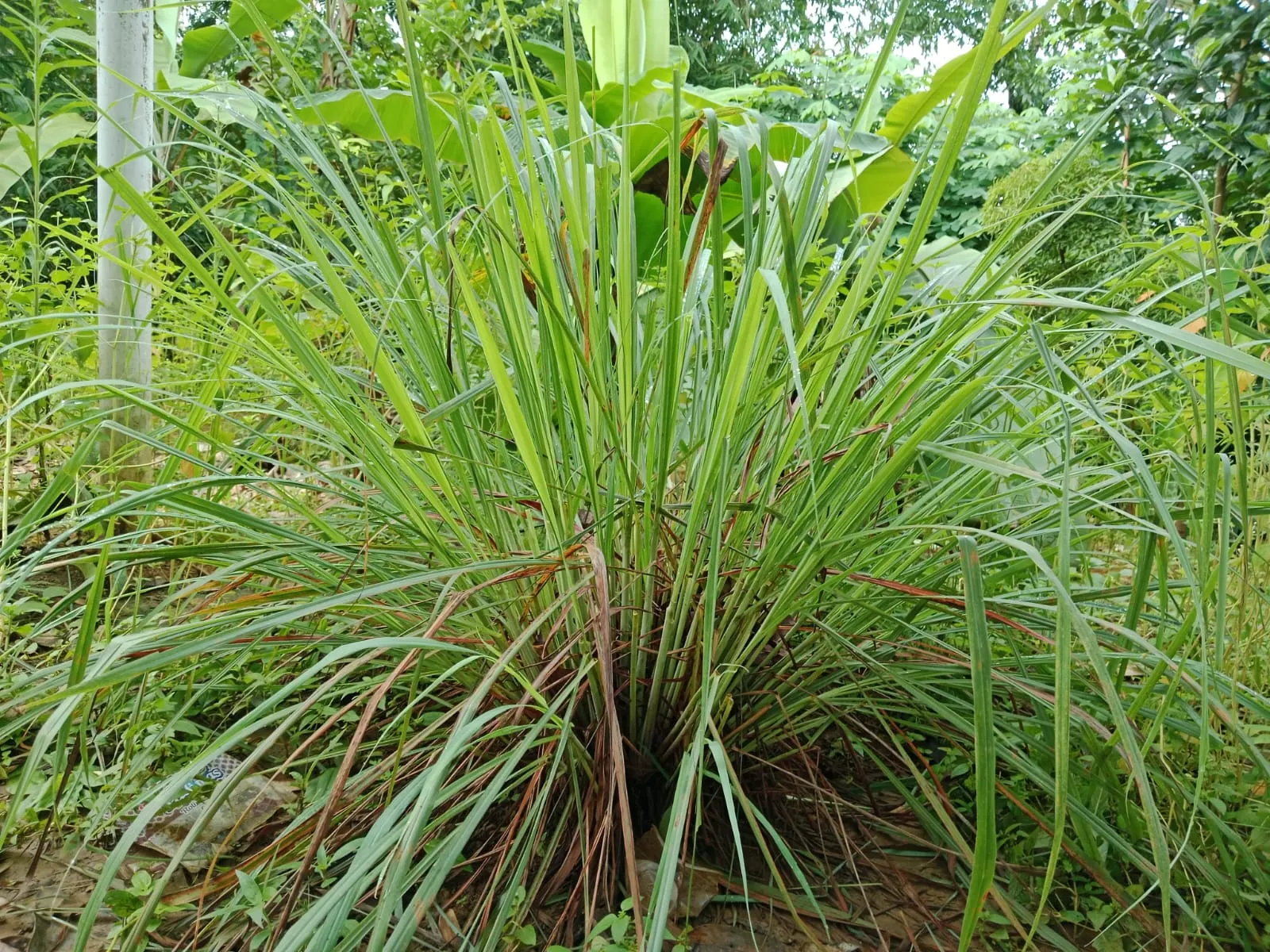 Lemon Grass (Cymbopogon Citratus) — Lemon Grass can serve as a fragrant border or as an accent plant in a culinary herb garden, image 48