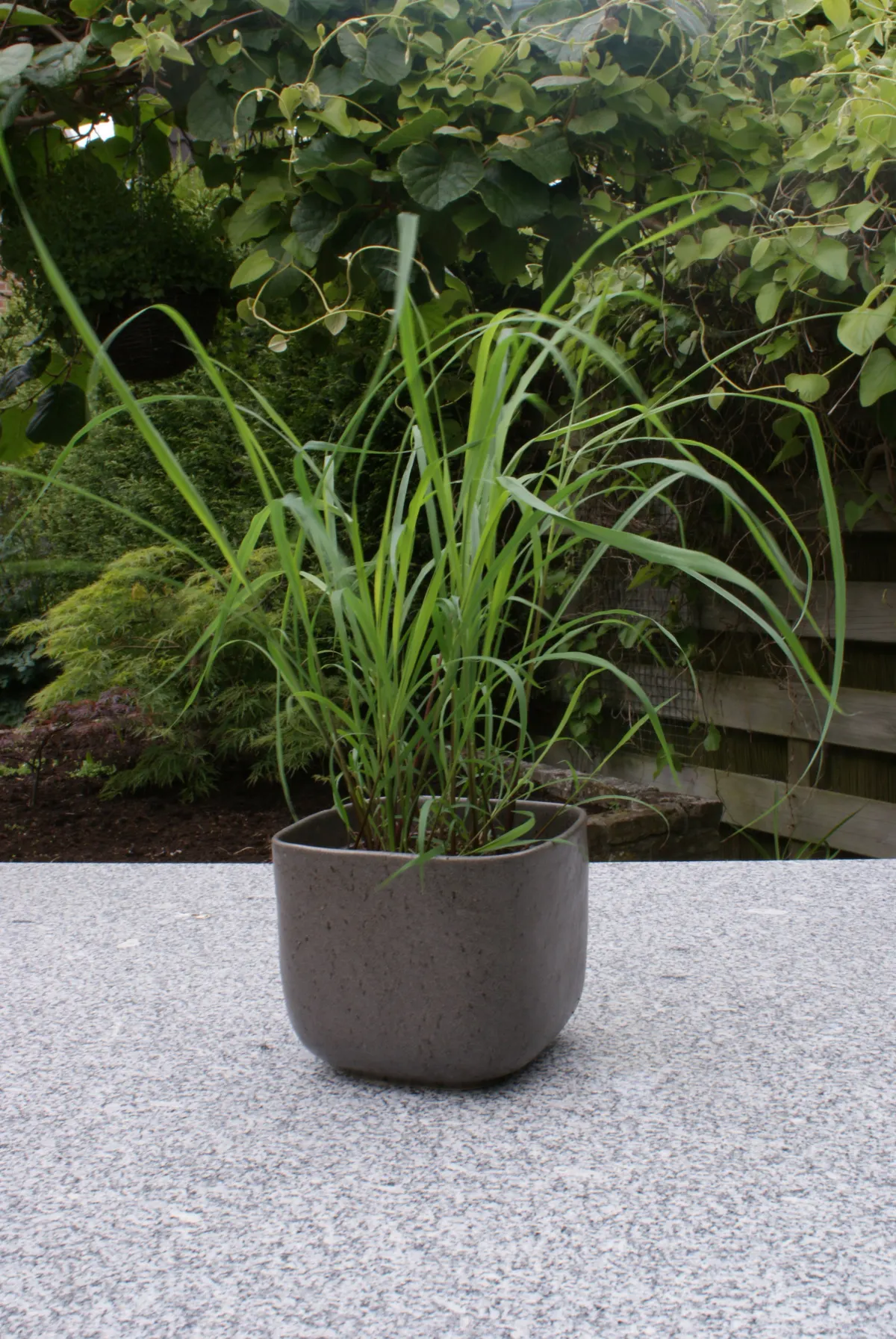 Lemon Grass (Cymbopogon Citratus) — This aromatic grass showcases thin, arching green leaves and a citrus scent