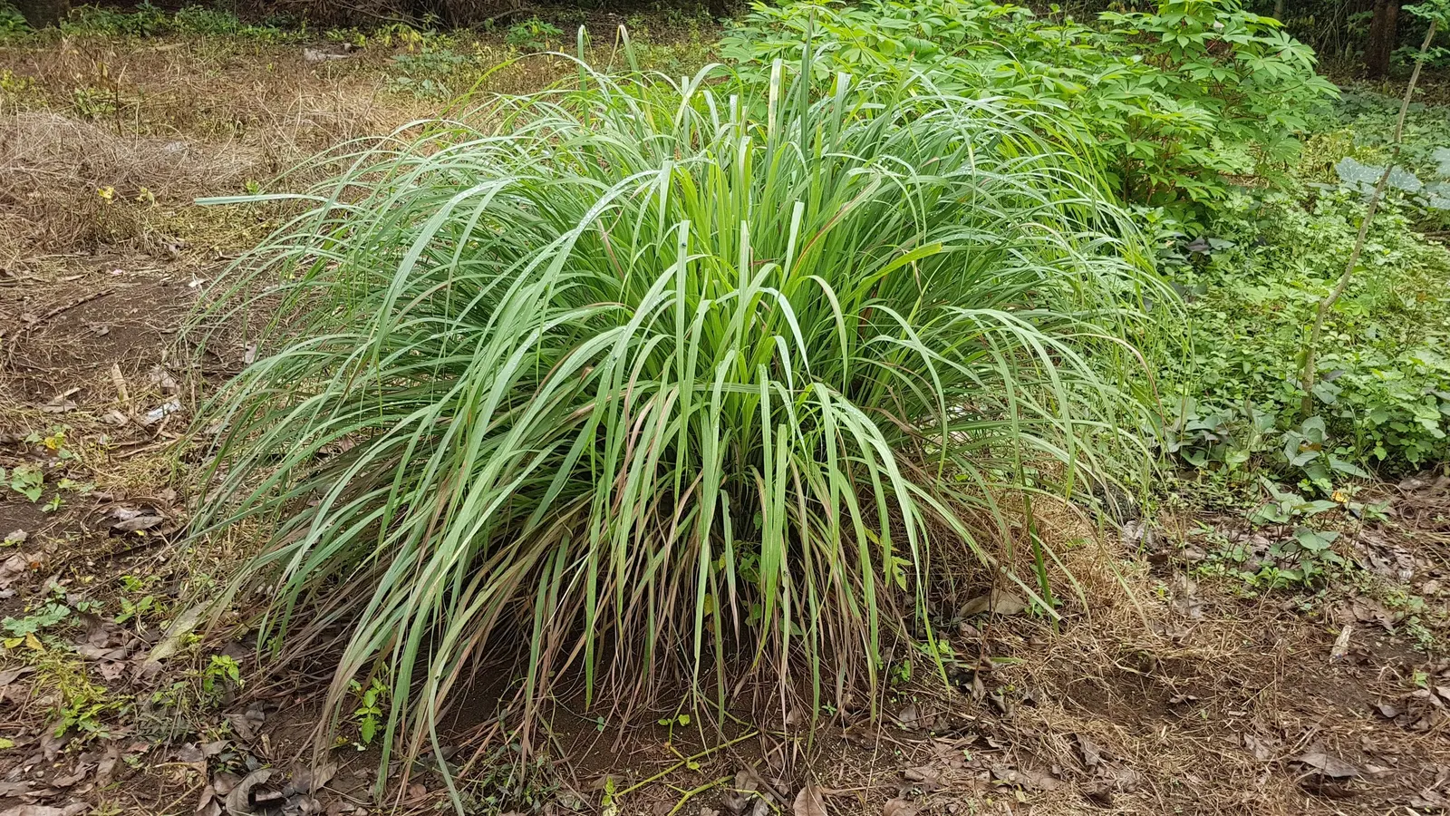 Lemon Grass (Cymbopogon Citratus) — slender leaves with a distinct lemony fragrance and a sleek; this aromatic grass showcases thin, arching green, image 101