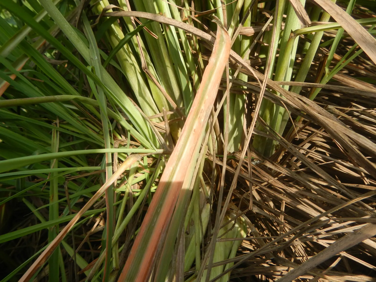 Lemon Grass (Cymbopogon Citratus) — making it a dual-purpose choice for your client's garden; it's not only a flavor-enhancing ingredient but also, image 70