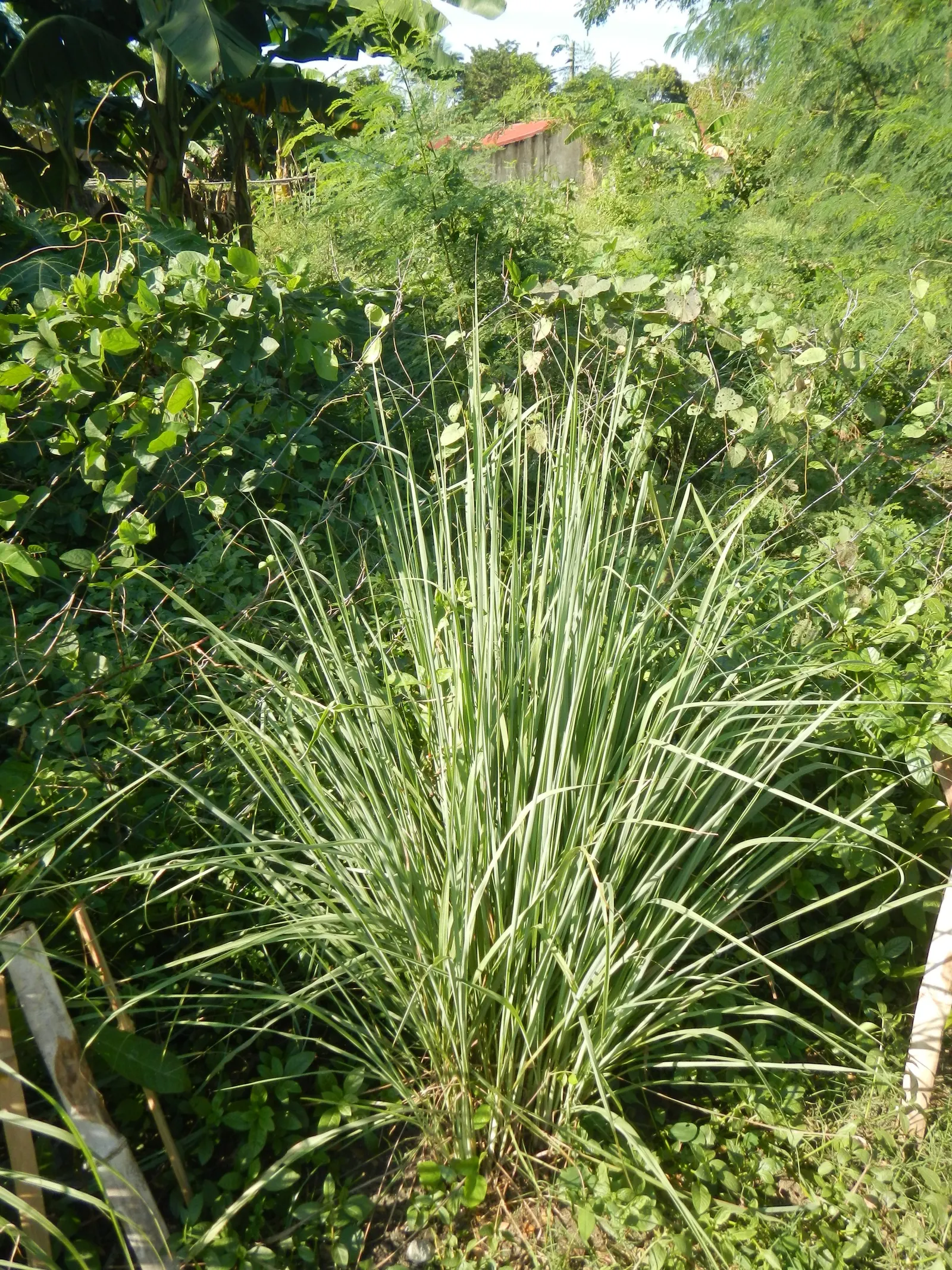 Lemon Grass (Cymbopogon Citratus) — white flowers in the garden; thriving in full sun and well-drained soil, lemongrass is drought-tolerant and requires