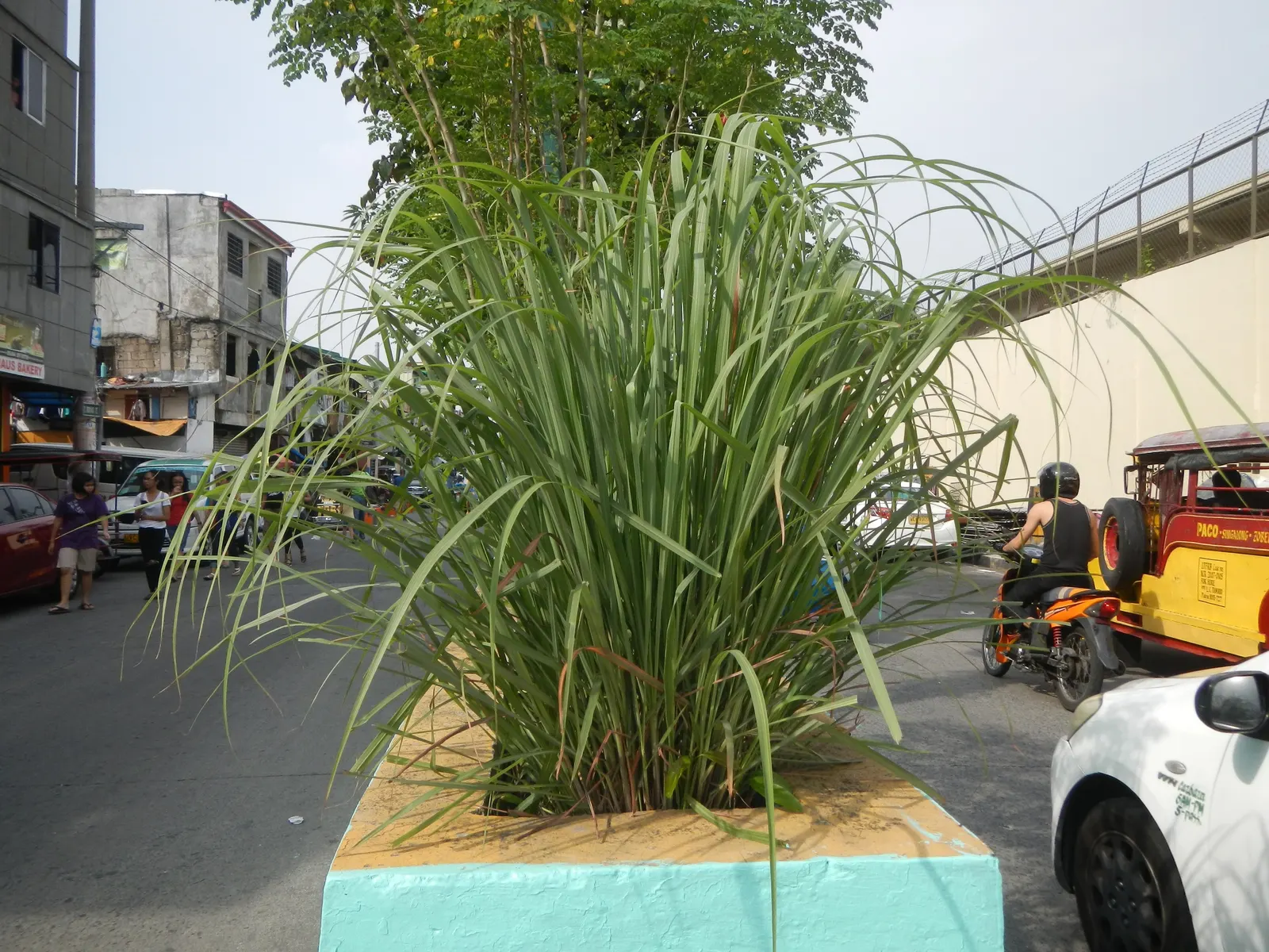 Lemon Grass (Cymbopogon Citratus) — This aromatic grass showcases thin, arching green leaves and a citrus scent; is an invaluable asset to any garden design