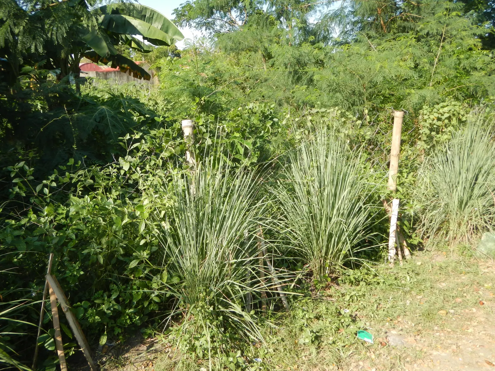 Lemon Grass (Cymbopogon Citratus) — emphasize the simplicity of Lemon Grass maintenance: full sun; pruning the tops will encourage fuller growth, image 92