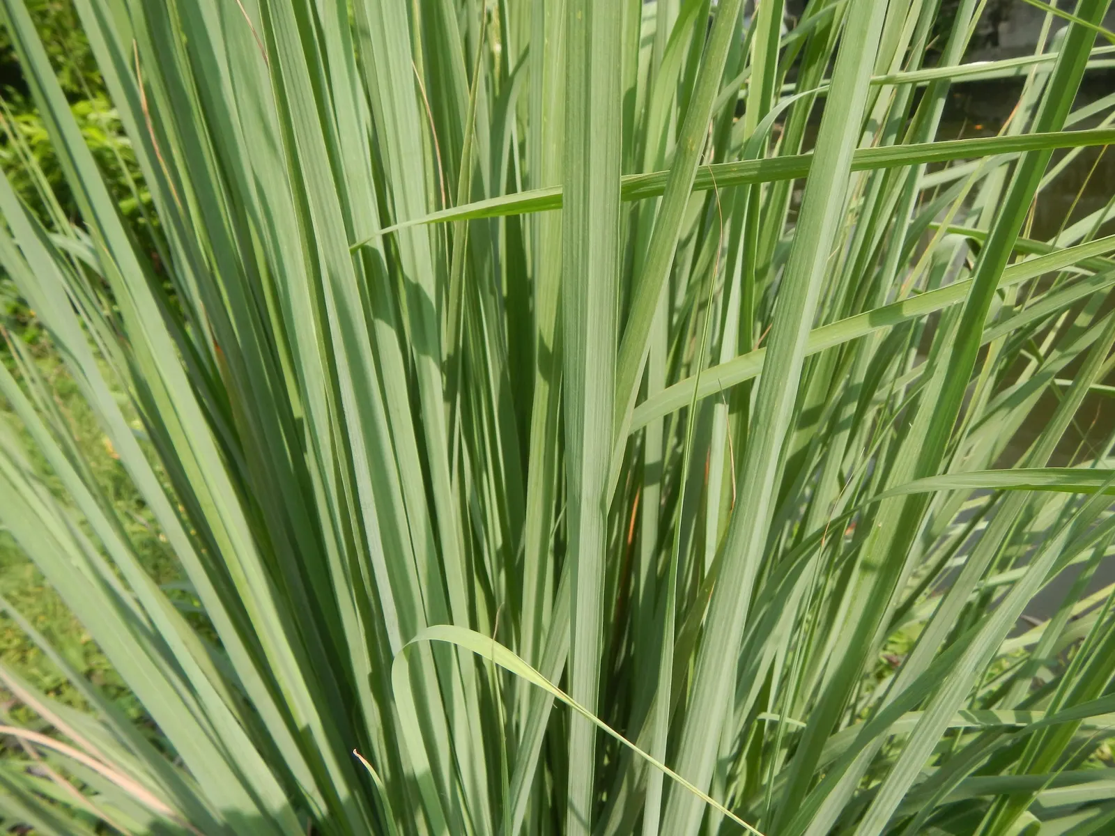 Lemon Grass (Cymbopogon Citratus) — requiring moderate watering - establish a consistent schedule; a tropical perennial herb