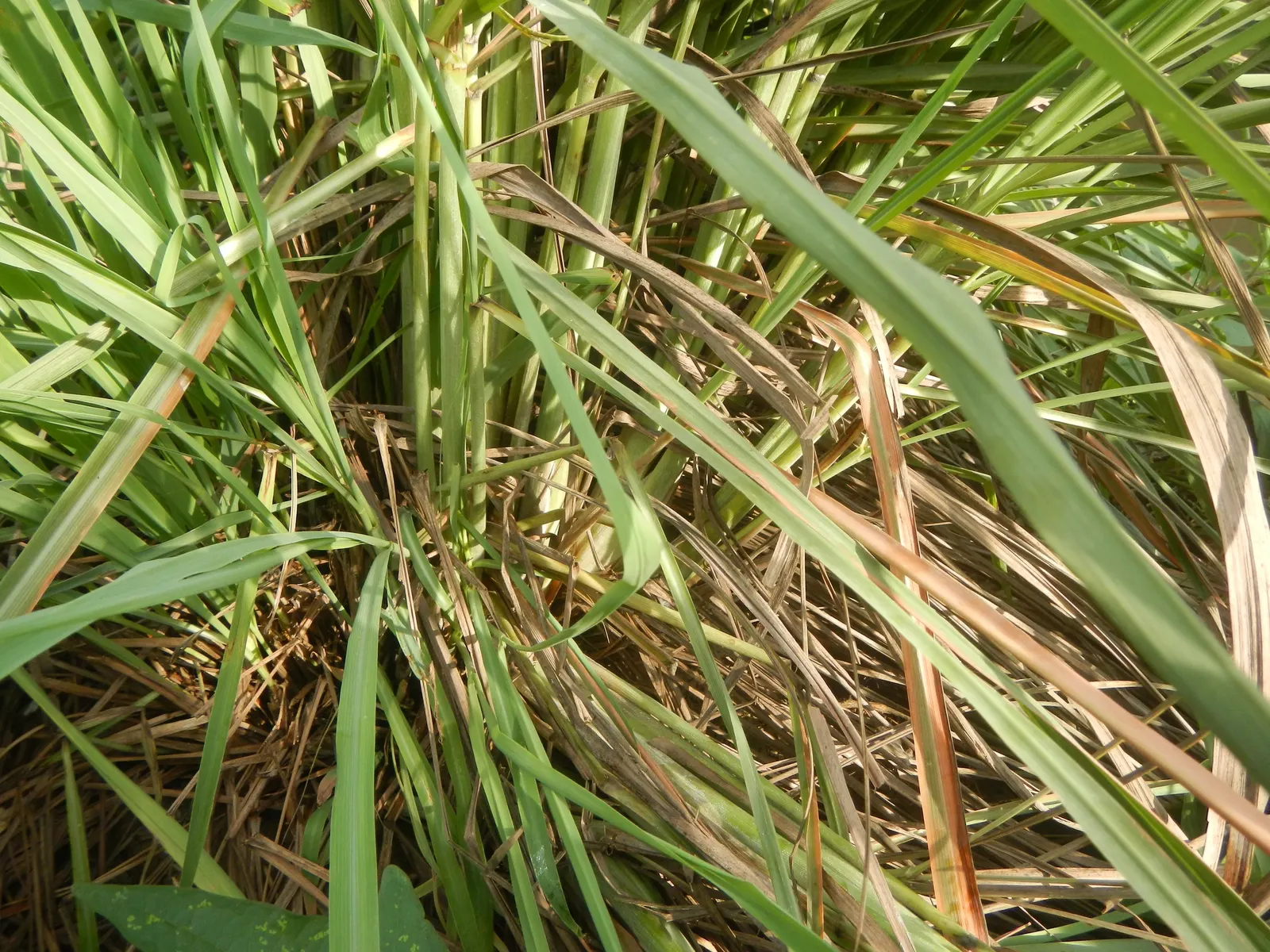 Lemon Grass (Cymbopogon Citratus) — it's not only a flavor-enhancing ingredient but also a natural deterrent for mosquitoes; reaching heights of 3, image 145