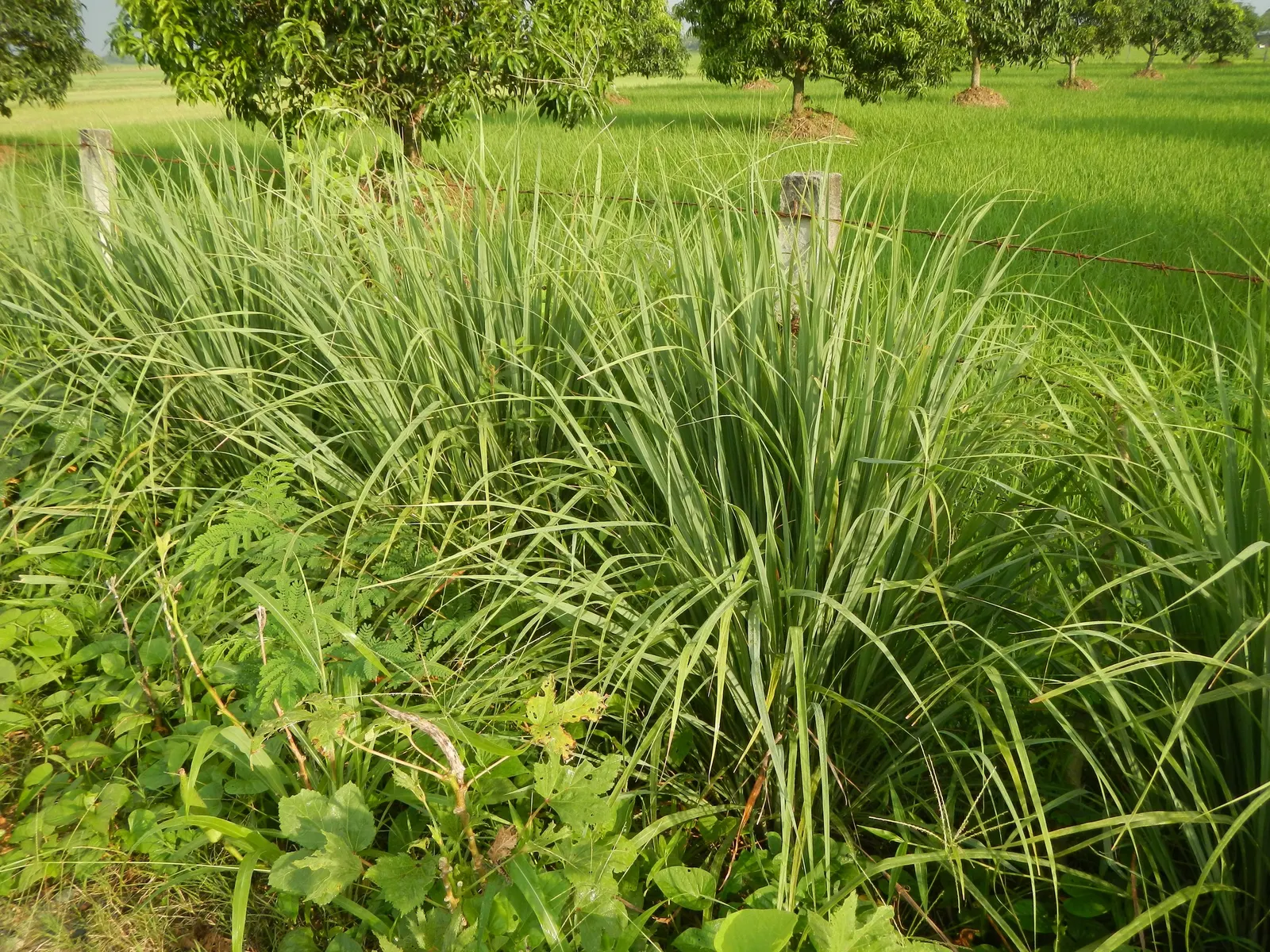 Lemon Grass (Cymbopogon Citratus) — grass for full or half