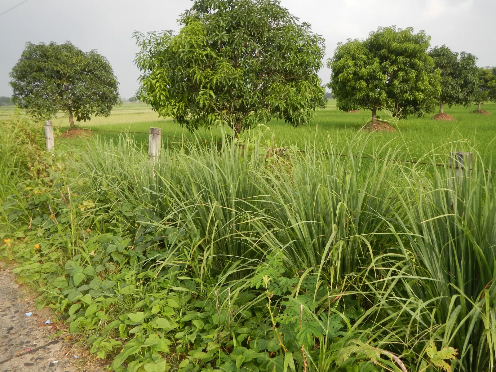 Lemon Grass (Cymbopogon Citratus) — reaching heights of 3 to 6 feet and spreading 2 to 4 feet wide; making it a dual-purpose choice for your, image 62