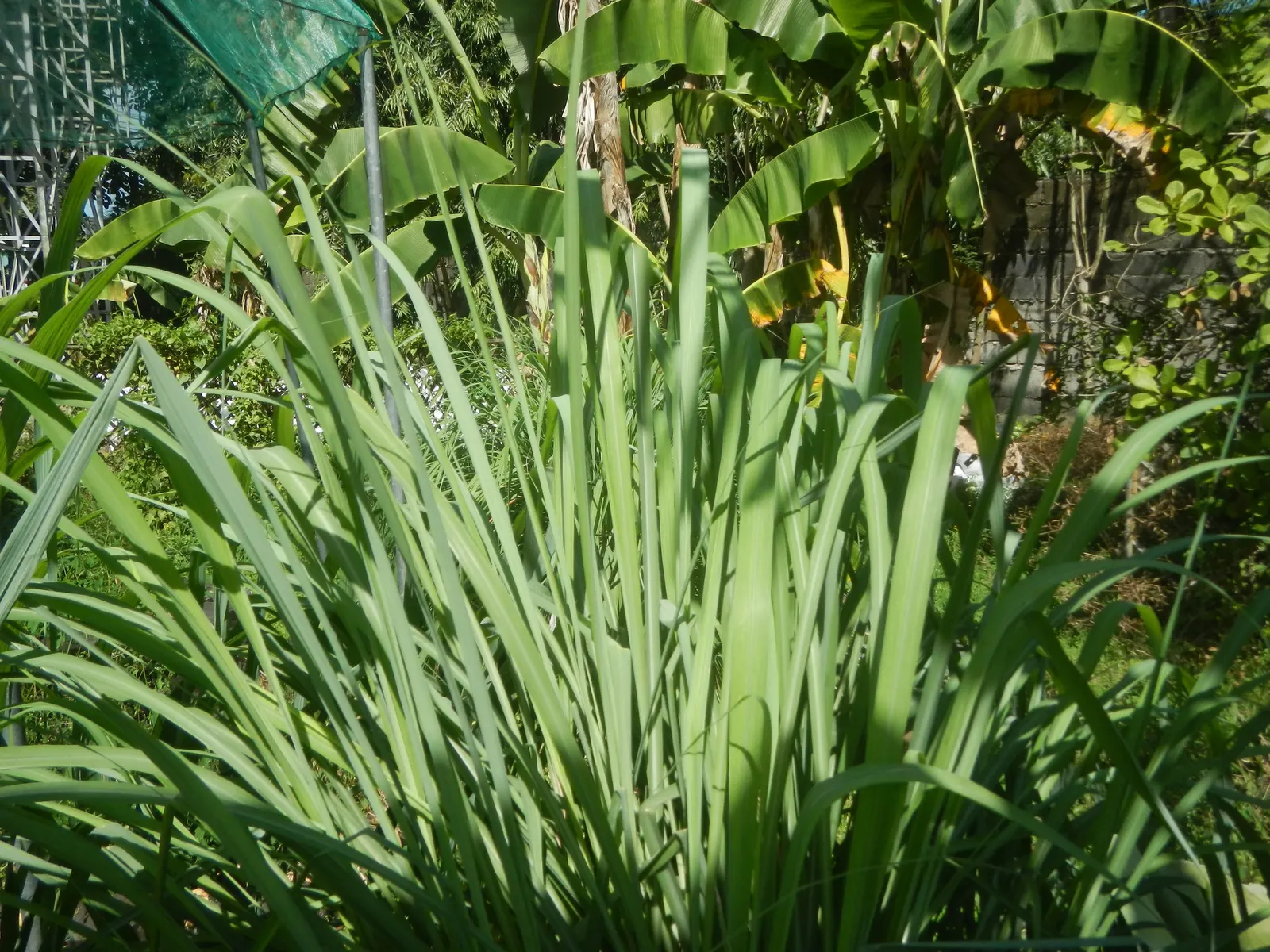 Lemon Grass (Cymbopogon Citratus) — requiring moderate watering - establish a consistent schedule; a tropical perennial herb, image 142