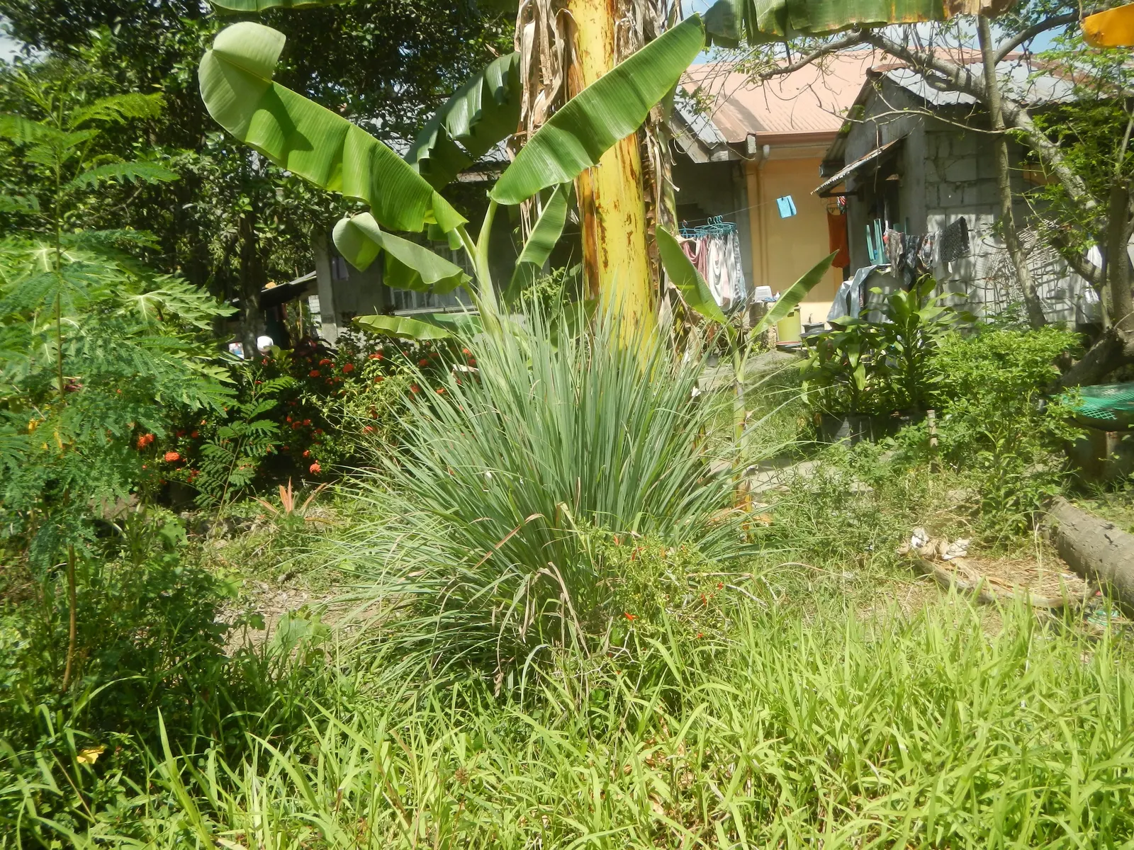 Lemon Grass (Cymbopogon Citratus) — Its dense clumps are drought-tolerant once established