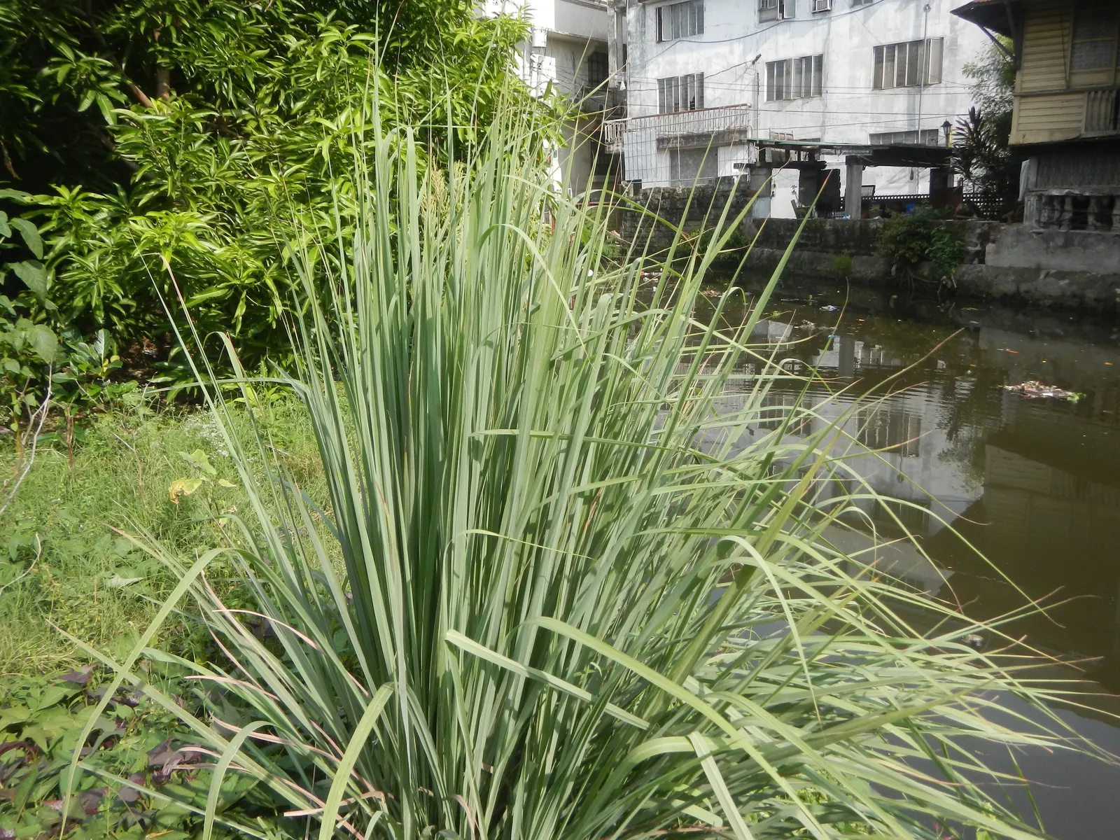 Lemon Grass (Cymbopogon Citratus) — Its dense clumps are drought-tolerant once established; keeping the appearance lush and contained within the, image 122