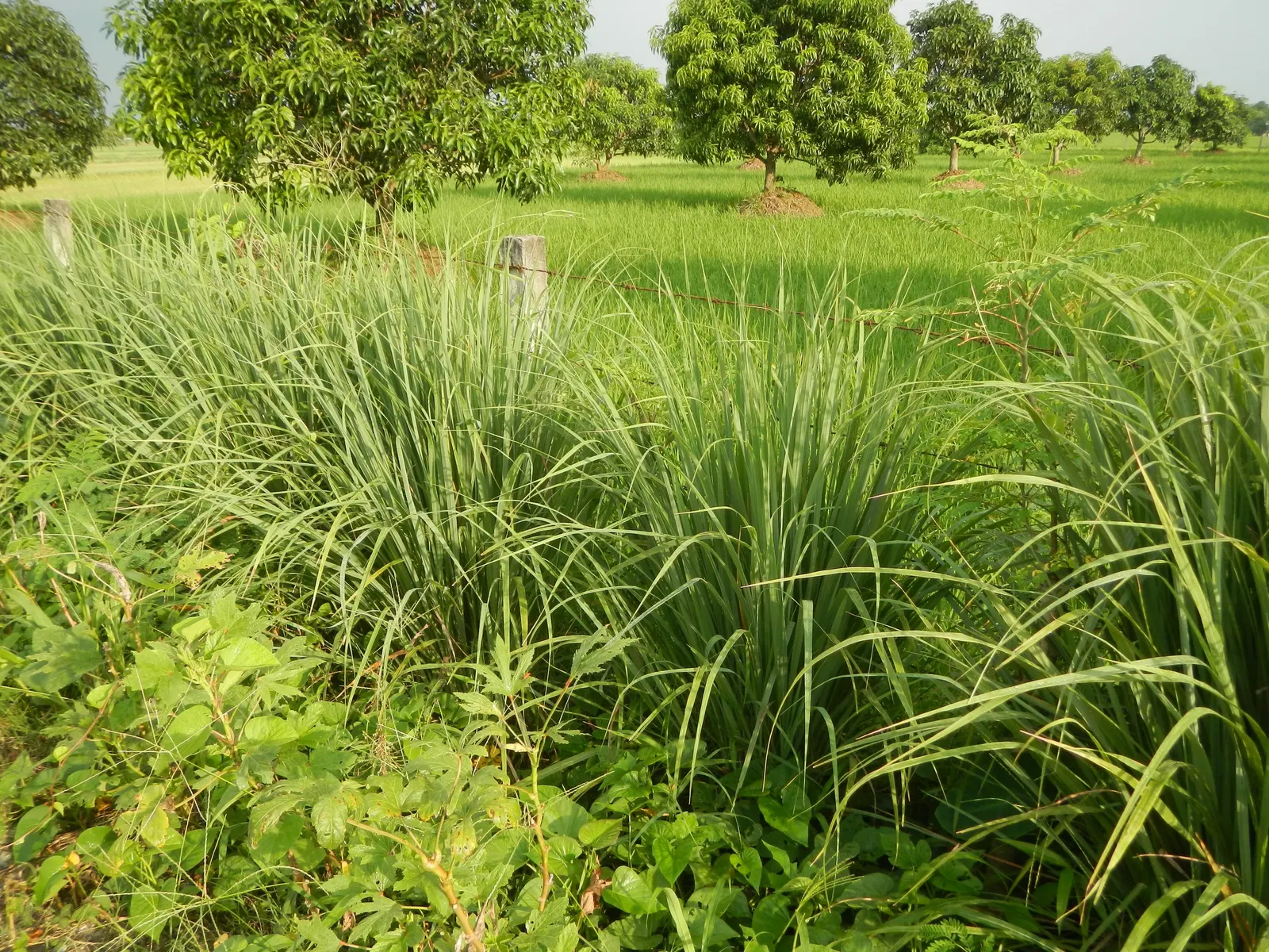 Lemon Grass (Cymbopogon Citratus) — Pruning the tops will encourage fuller growth; grass for full or half