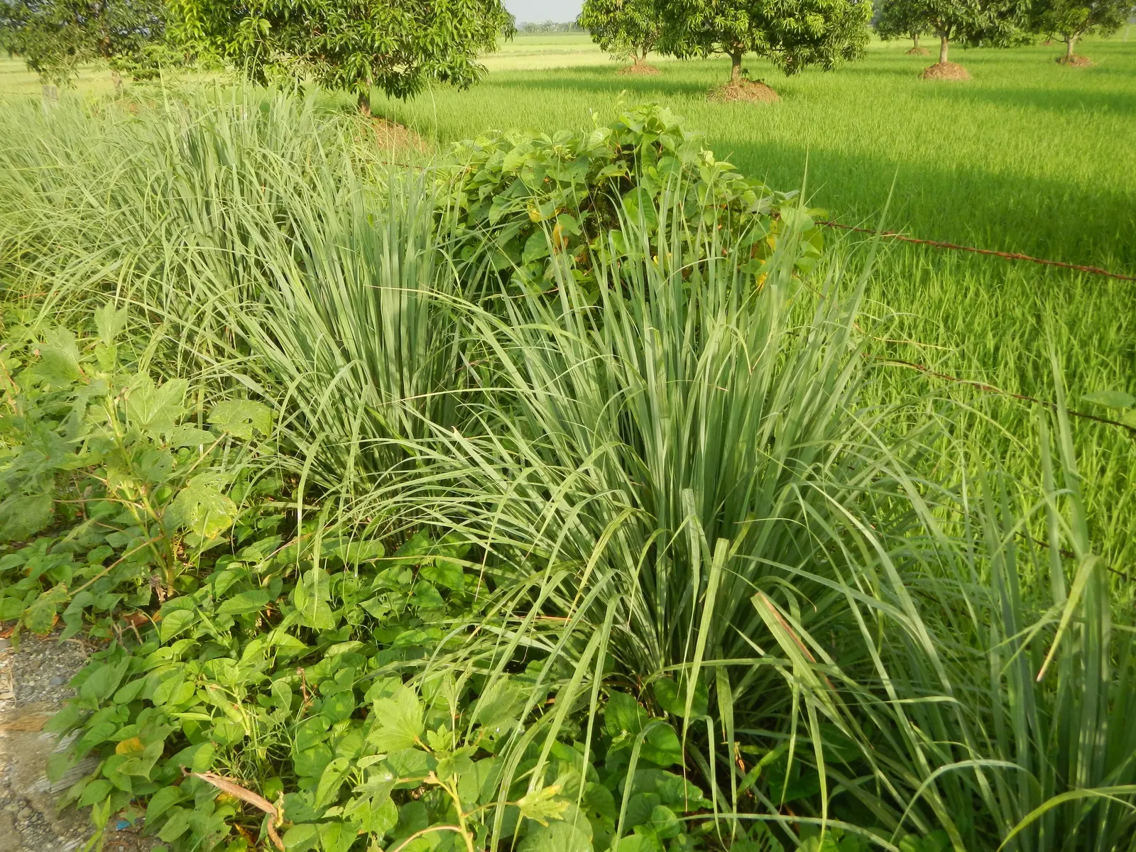 Lemon Grass (Cymbopogon Citratus) — Its dense clumps are drought-tolerant once established; keeping the appearance lush and contained within the, image 84