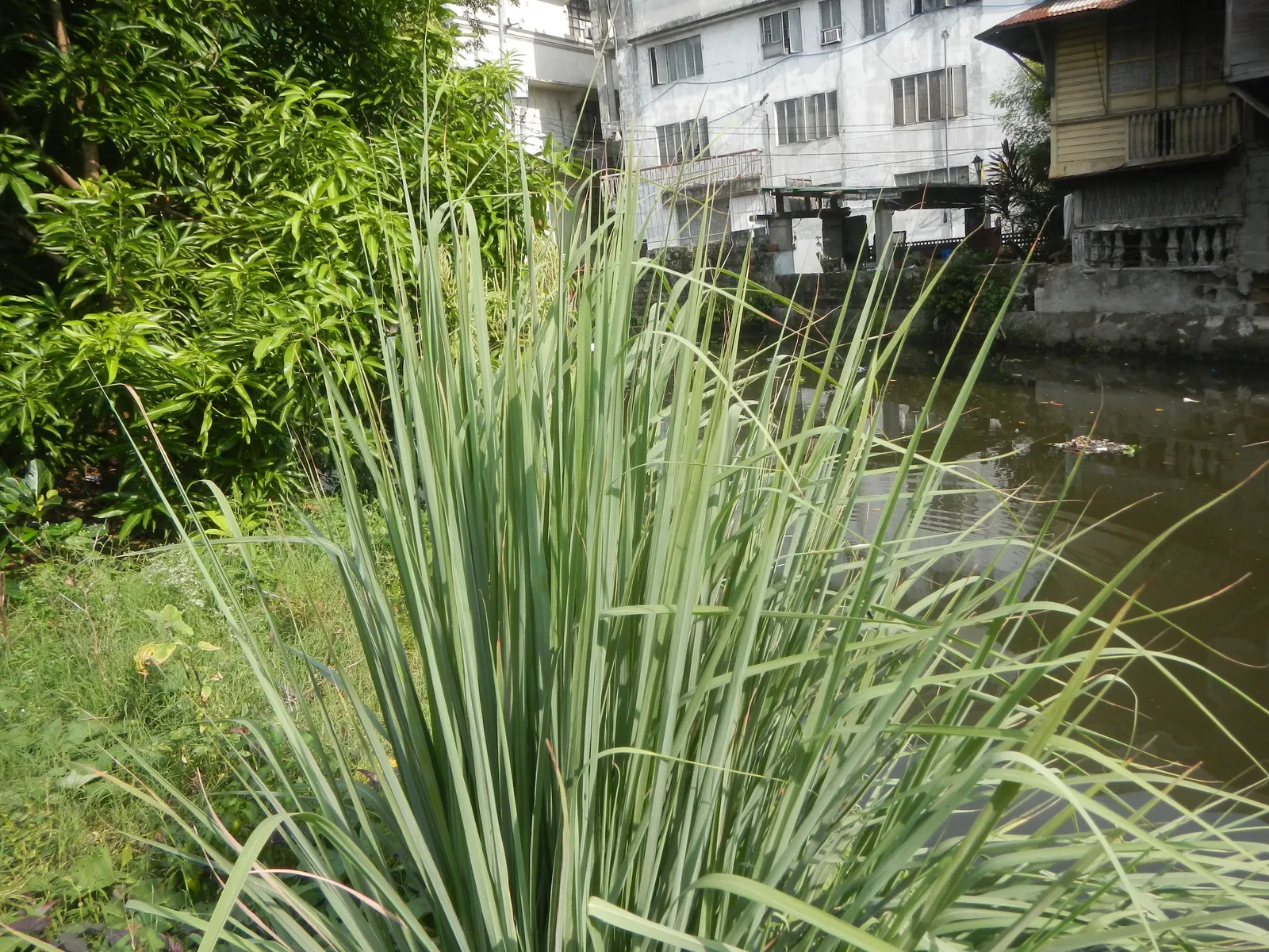 Lemon Grass (Cymbopogon Citratus) — Lemon Grass can serve as a fragrant border or as an accent plant in a culinary herb garden, image 105