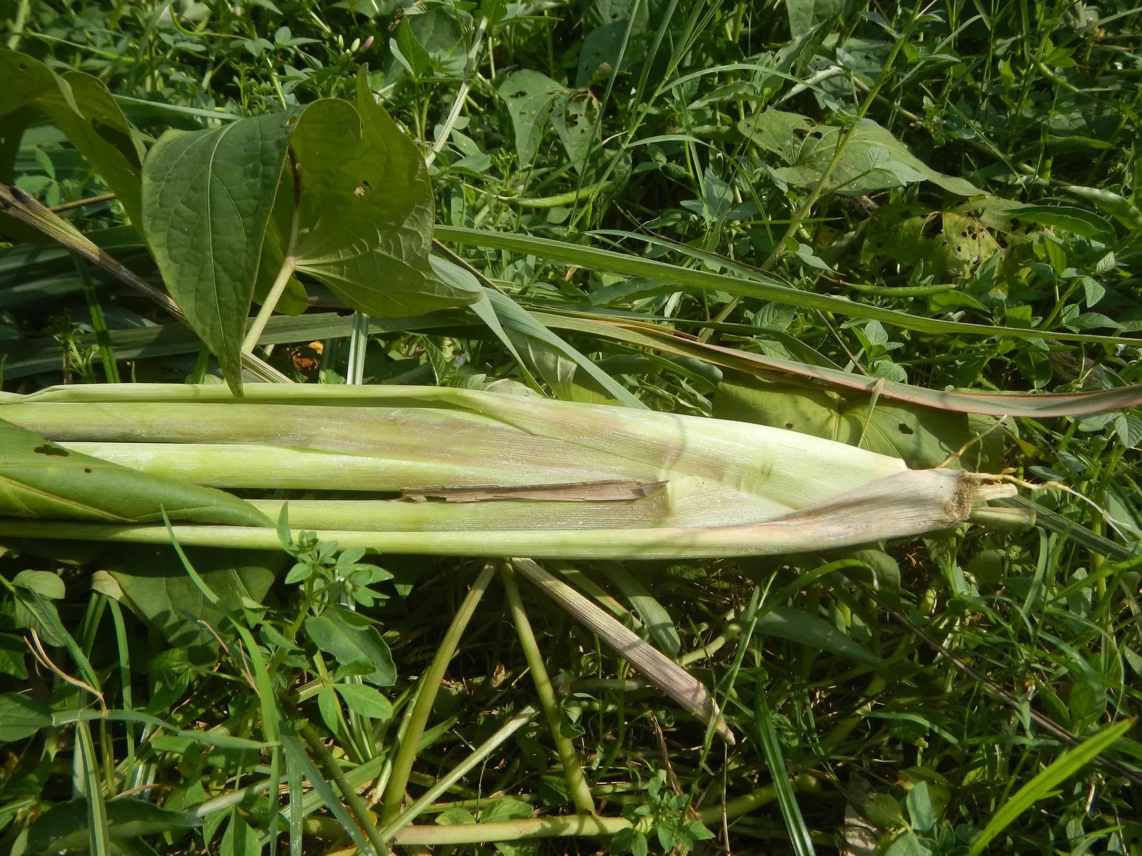 Lemon Grass (Cymbopogon Citratus) — keeping the appearance lush and contained within the space provided; lemon Grass prefers full sun conditions and, image 129