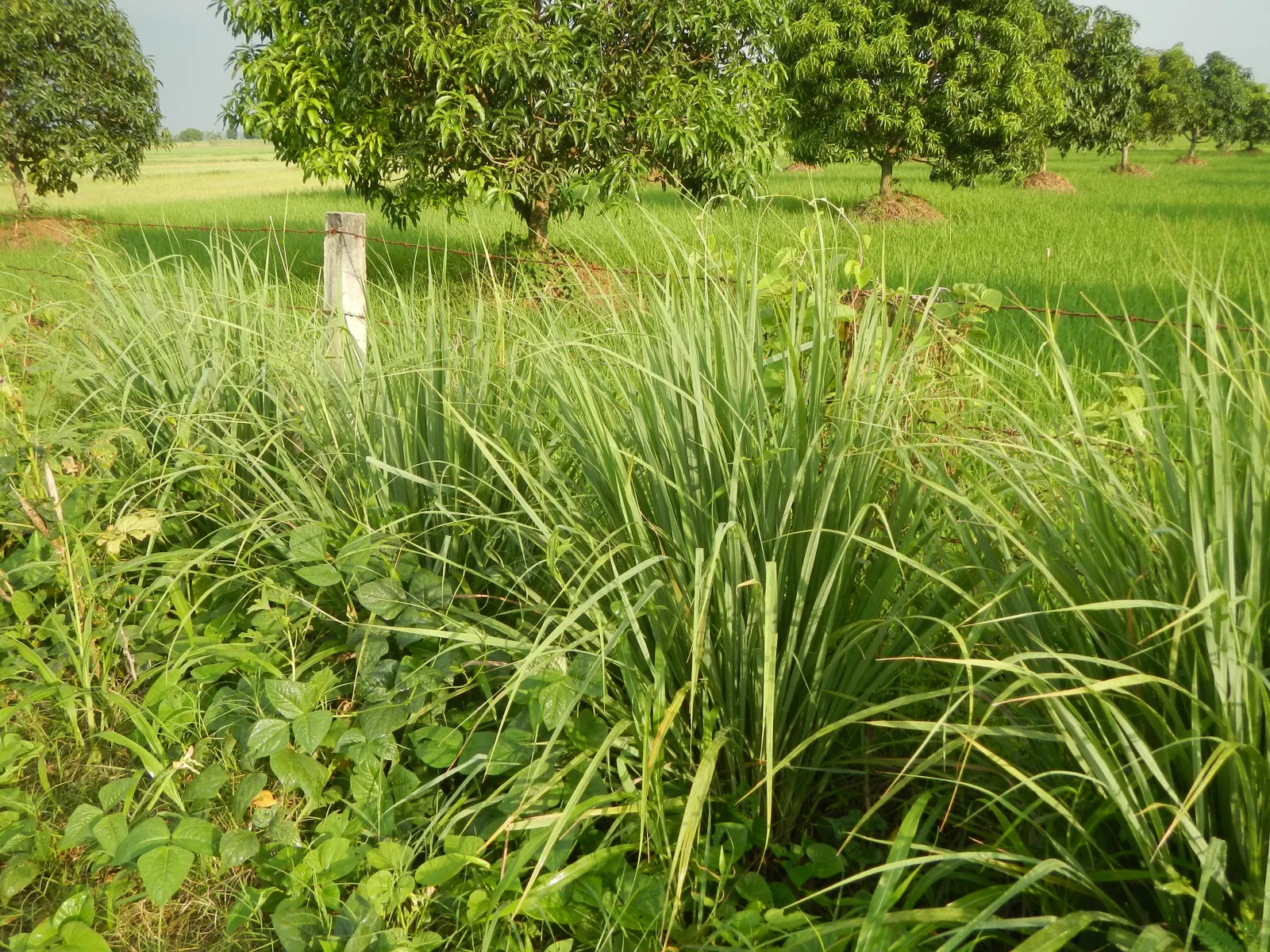 Lemon Grass (Cymbopogon Citratus) — Lemon Grass can serve as a fragrant border or as an accent plant in a culinary herb garden, image 143
