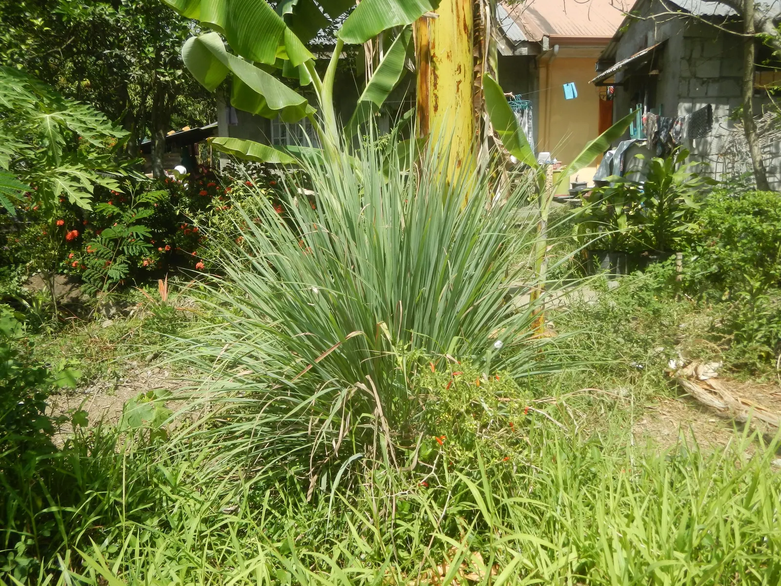 Lemon Grass (Cymbopogon Citratus) — the essential oil responsible for its citrus scent