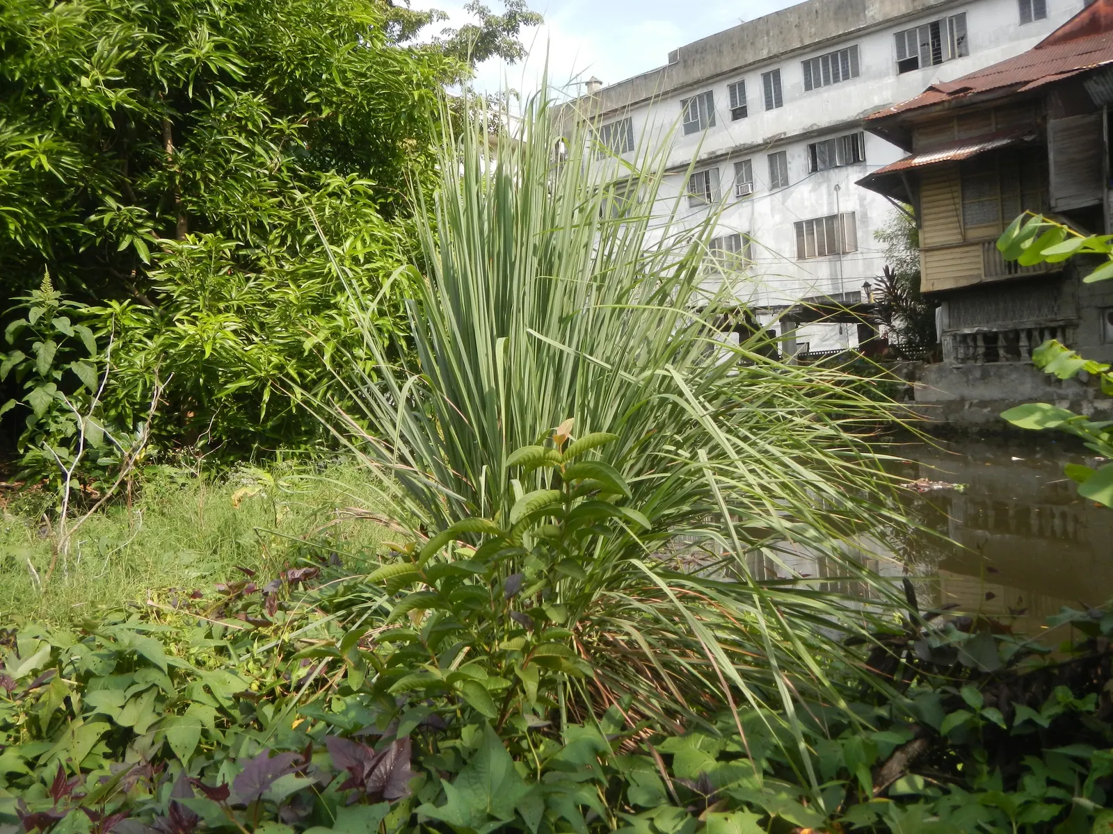 Lemon Grass (Cymbopogon Citratus) — grass with white blooms; requiring moderate watering - establish a consistent schedule, image 56