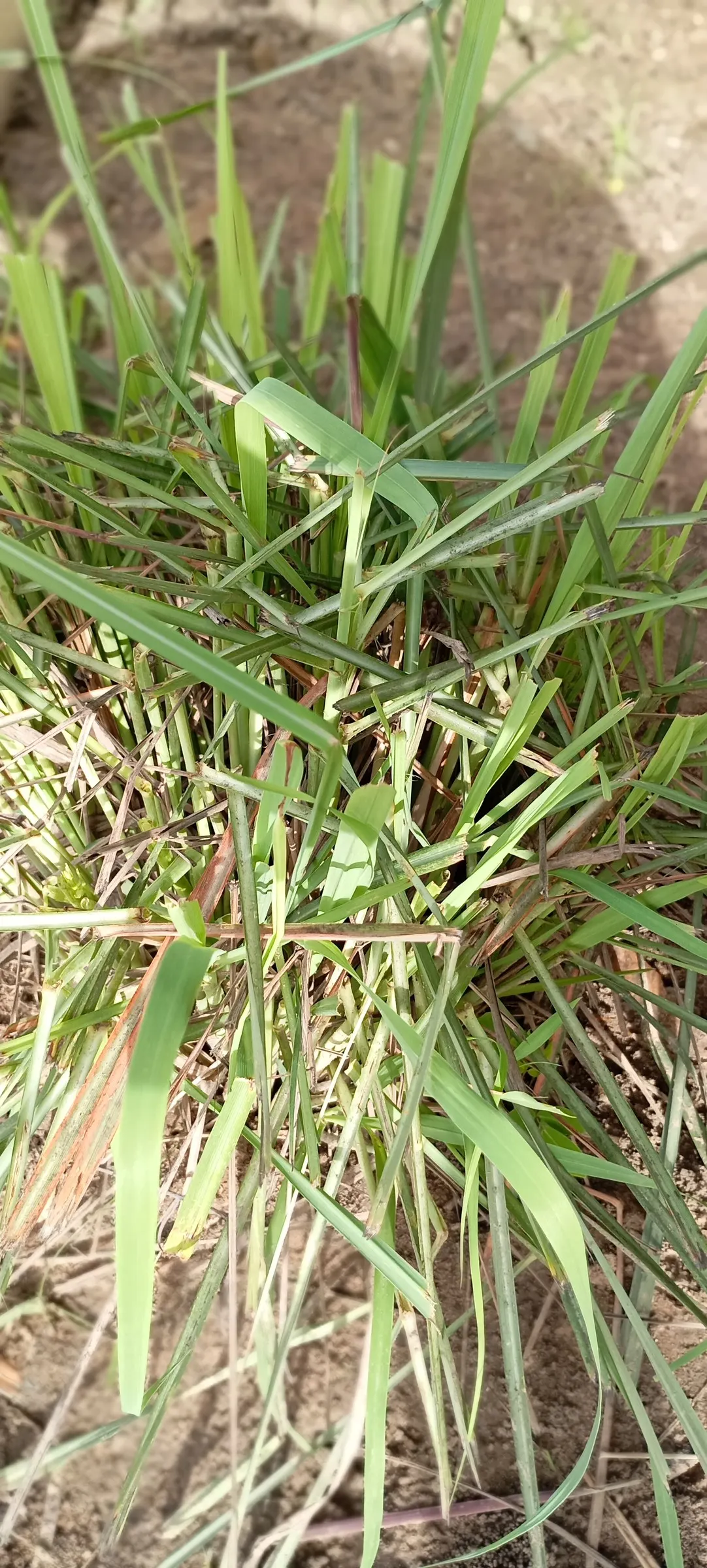 Lemon Grass (Cymbopogon Citratus) — grass with white blooms; requiring moderate watering - establish a consistent schedule