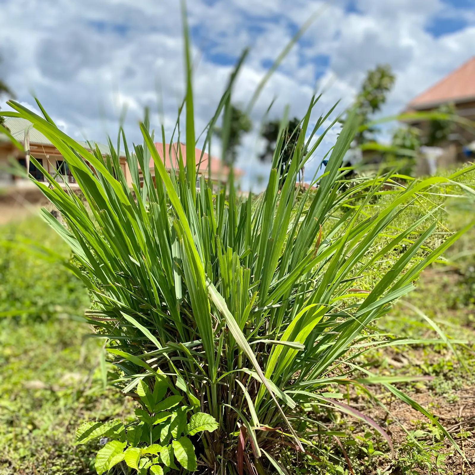 Lemon Grass (Cymbopogon Citratus) — emphasize the simplicity of Lemon Grass maintenance: full sun