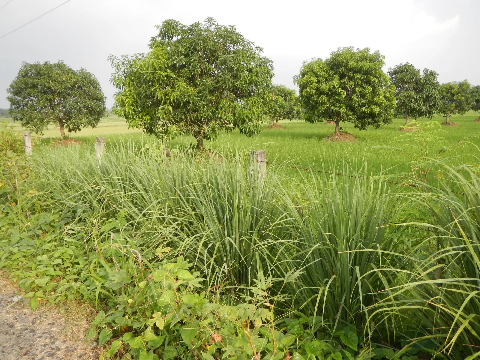 Lemon Grass (Cymbopogon Citratus) — it's not only a flavor-enhancing ingredient but also a natural deterrent for mosquitoes; reaching heights of 3, image 88