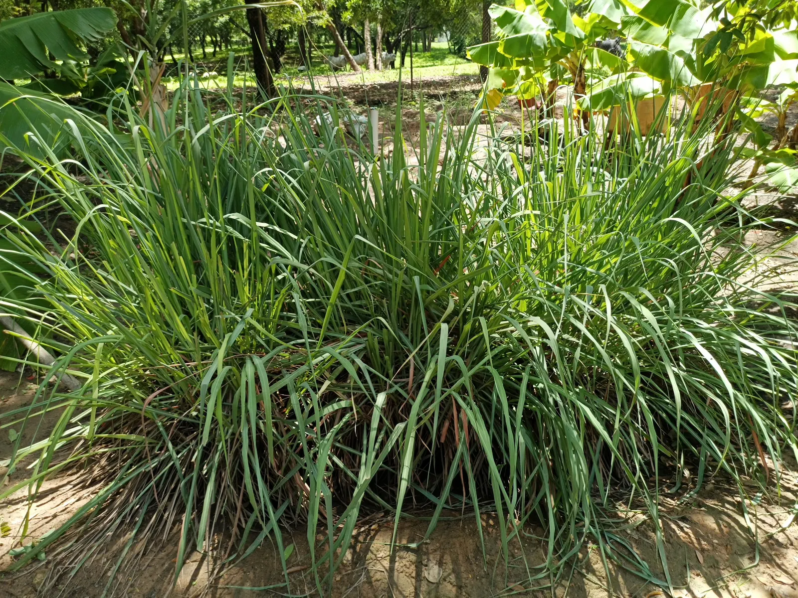 Lemon Grass (Cymbopogon Citratus) — white flowers in the garden; thriving in full sun and well-drained soil, lemongrass is drought-tolerant and, image 93