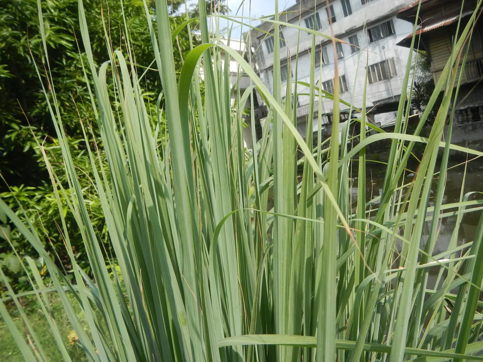 Lemon Grass (Cymbopogon Citratus) — grass for full or half; emphasize the simplicity of Lemon Grass maintenance: full sun, image 133