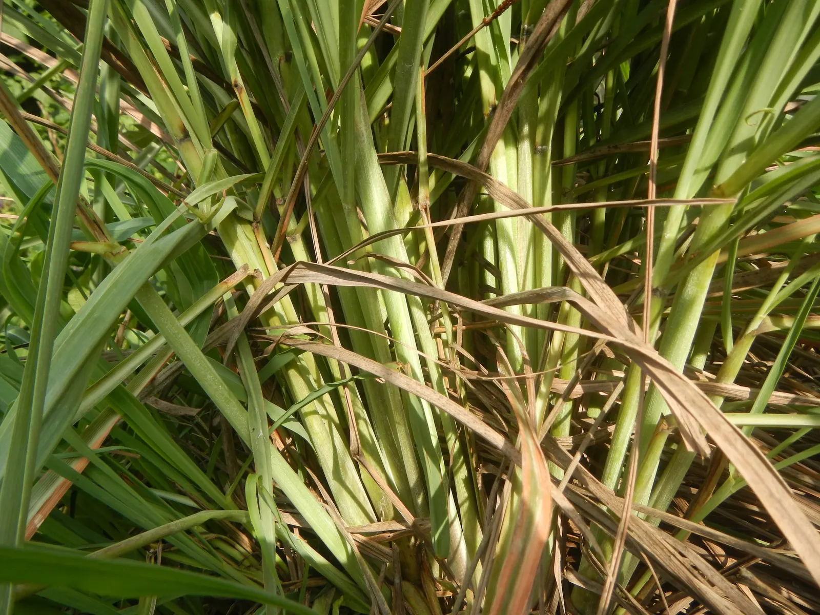 Lemon Grass (Cymbopogon Citratus) — grass for full or half; emphasize the simplicity of Lemon Grass maintenance: full sun, image 114