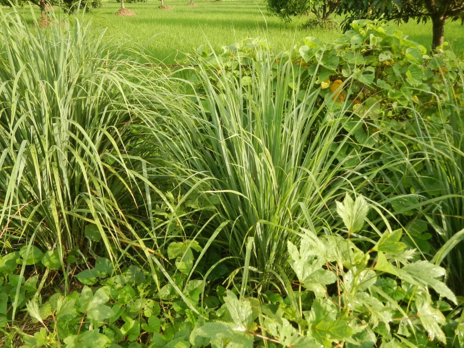 Lemon Grass (Cymbopogon Citratus) — grass for full or half; emphasize the simplicity of Lemon Grass maintenance: full sun, image 76
