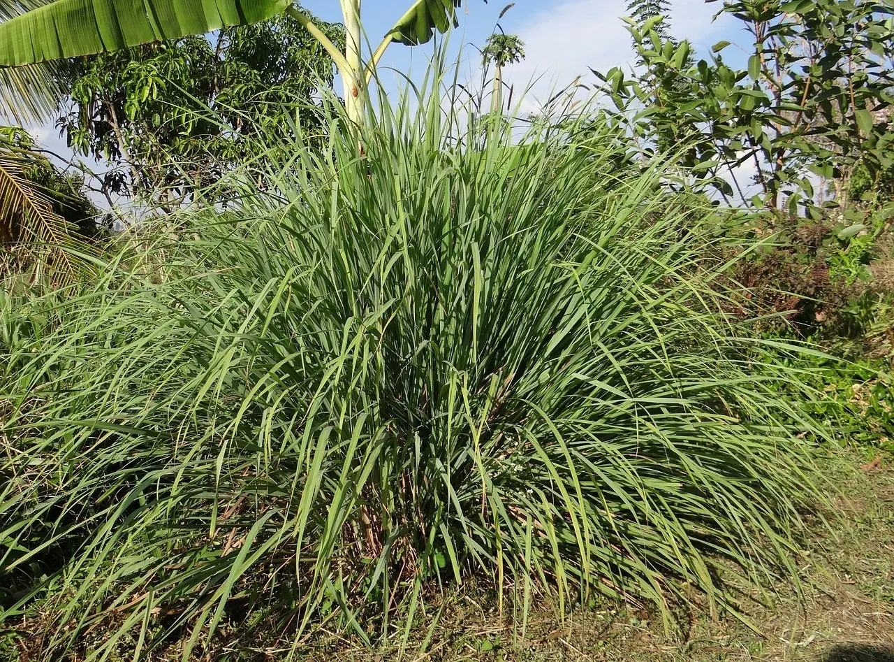 Lemon Grass (Cymbopogon Citratus) — Thriving in full sun and well-drained soil, lemongrass is drought-tolerant and requires minimal care; the, image 116
