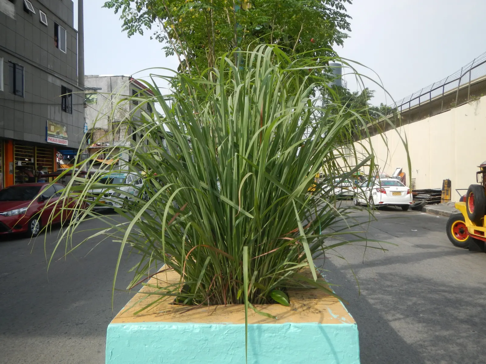 Lemon Grass (Cymbopogon Citratus) — emphasize the simplicity of Lemon Grass maintenance: full sun; pruning the tops will encourage fuller growth, image 111