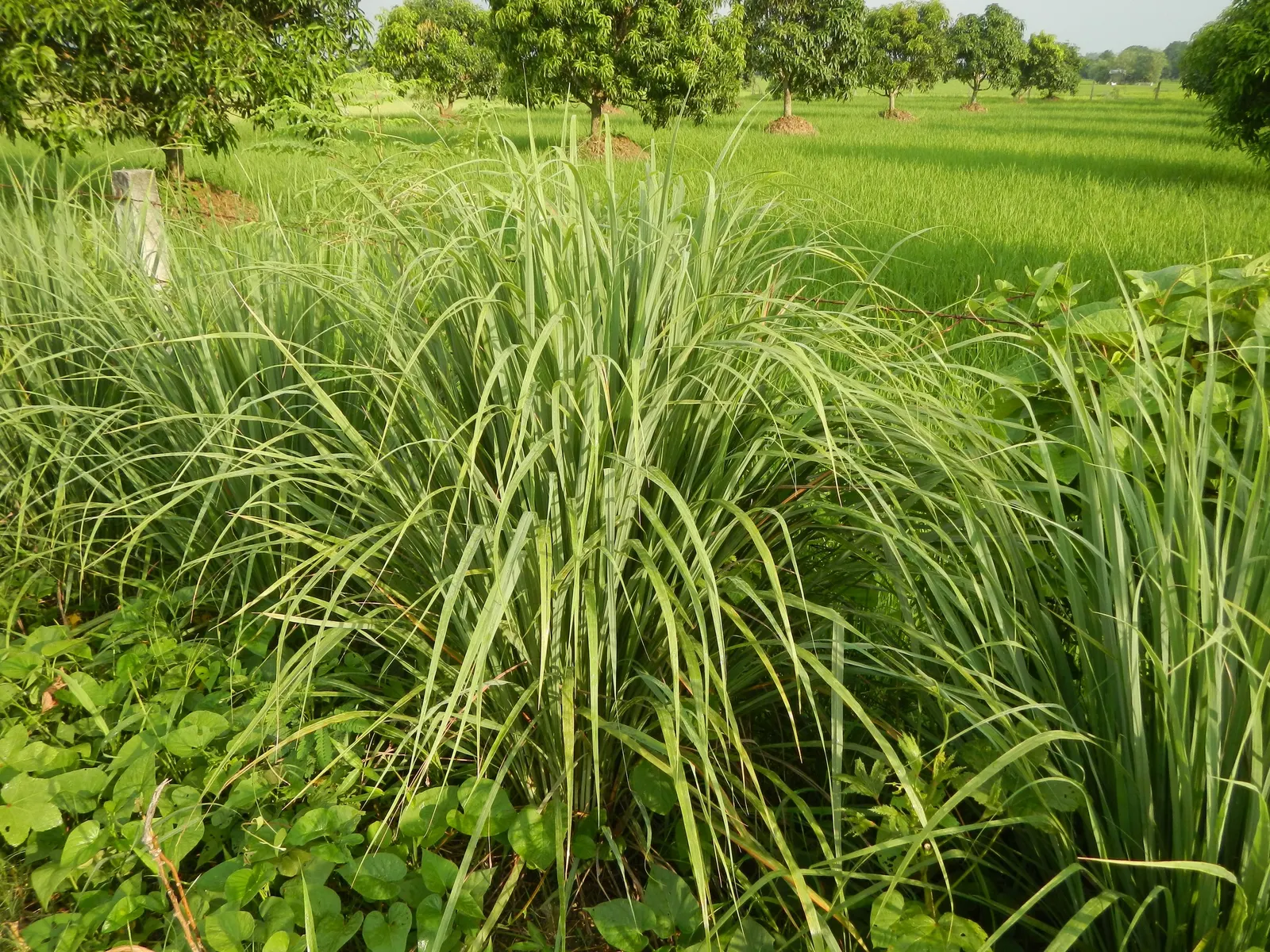 Lemon Grass (Cymbopogon Citratus) — Lemon Grass prefers full sun conditions and well-draining soil; its dense clumps are drought-tolerant once, image 121