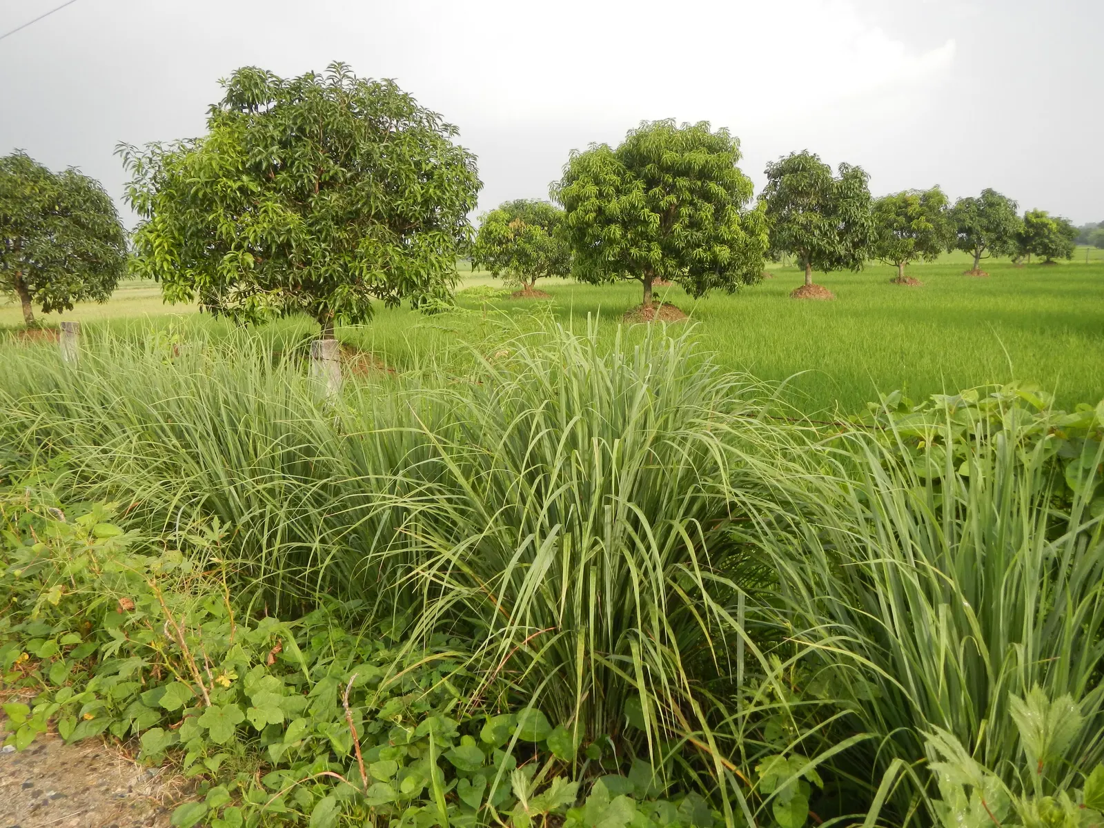 Lemon Grass (Cymbopogon Citratus) — slender leaves with a distinct lemony fragrance and a sleek; this aromatic grass showcases thin, arching green, image 44