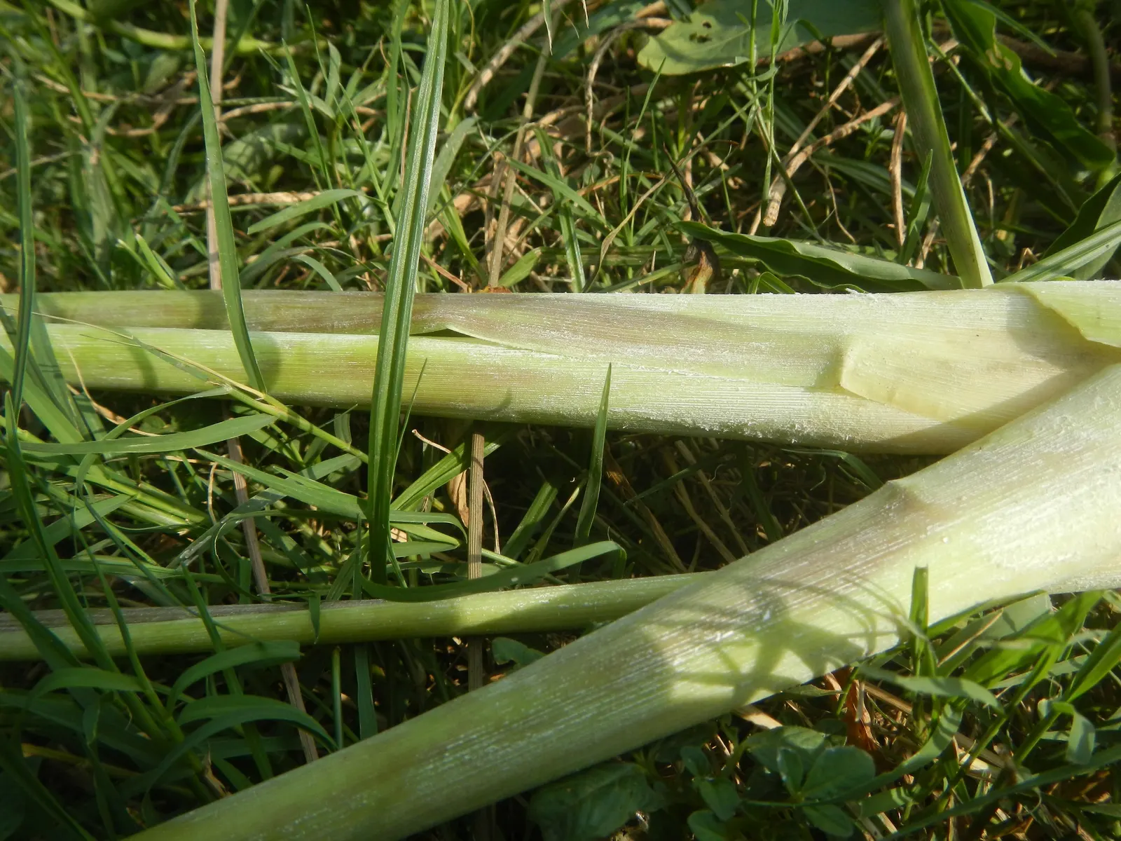Lemon Grass (Cymbopogon Citratus) — the essential oil responsible for its citrus scent; white flowers in the garden, image 106
