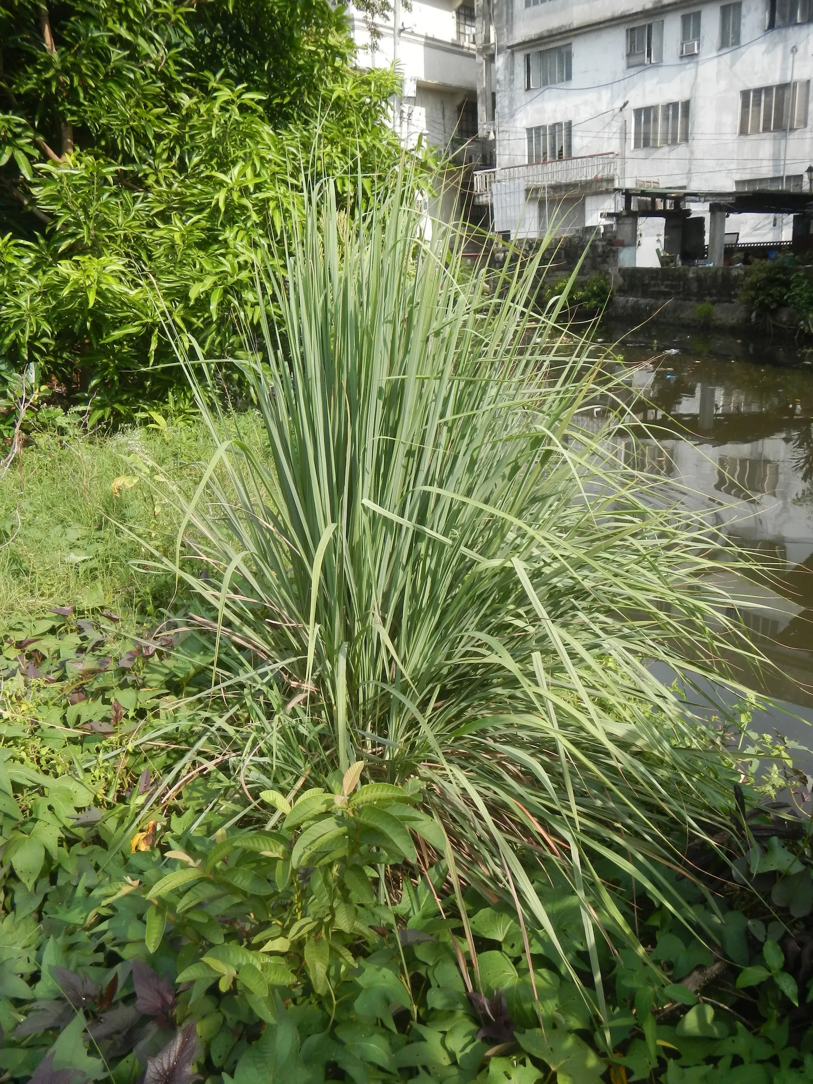 Lemon Grass (Cymbopogon Citratus) — is an invaluable asset to any garden design for both its aromatic qualities and culinary utility; slender leaves with a