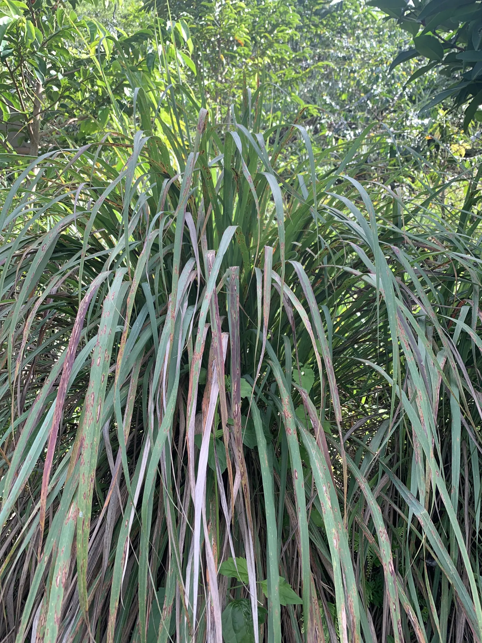 Lemon Grass (Cymbopogon Citratus) — This aromatic grass showcases thin, arching green leaves and a citrus scent; is an invaluable asset to any, image 77