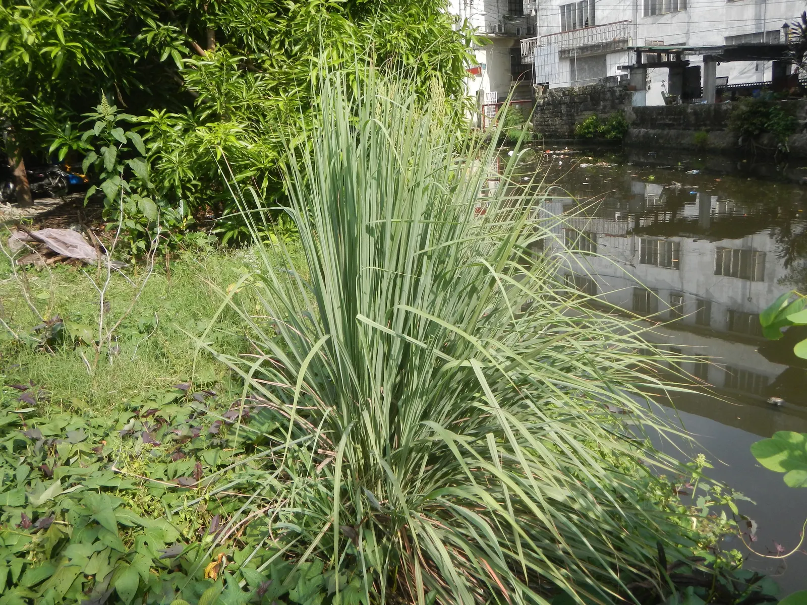 Lemon Grass (Cymbopogon Citratus) — keeping the appearance lush and contained within the space provided; lemon Grass prefers full sun conditions and, image 91