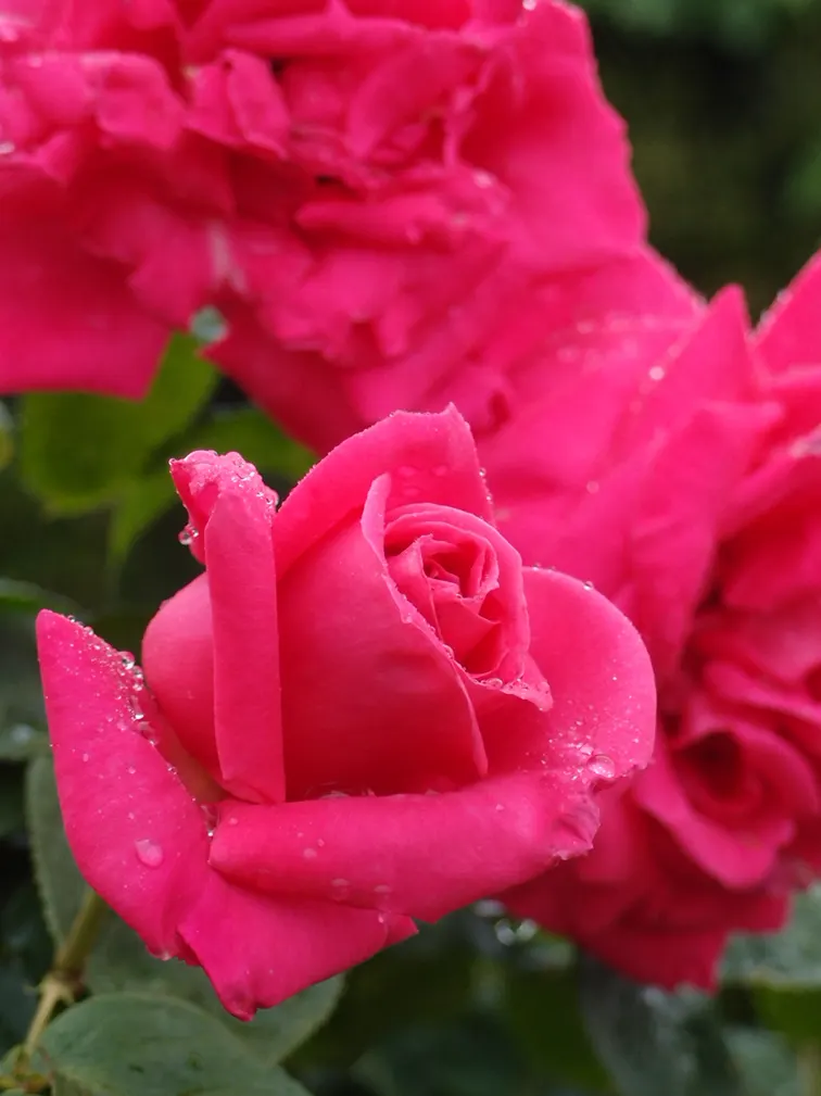 Miss All-American Beauty Garden Ros (Rosa 'Miss All-American Beauty') — red flowers in the garden
