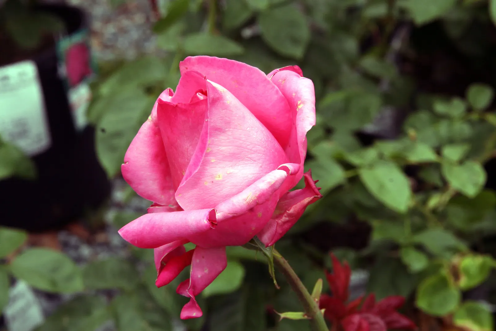 Miss All-American Beauty Garden Ros (Rosa 'Miss All-American Beauty') — velvety petals and can reach an impressive diameter of up to 5 inches when in full