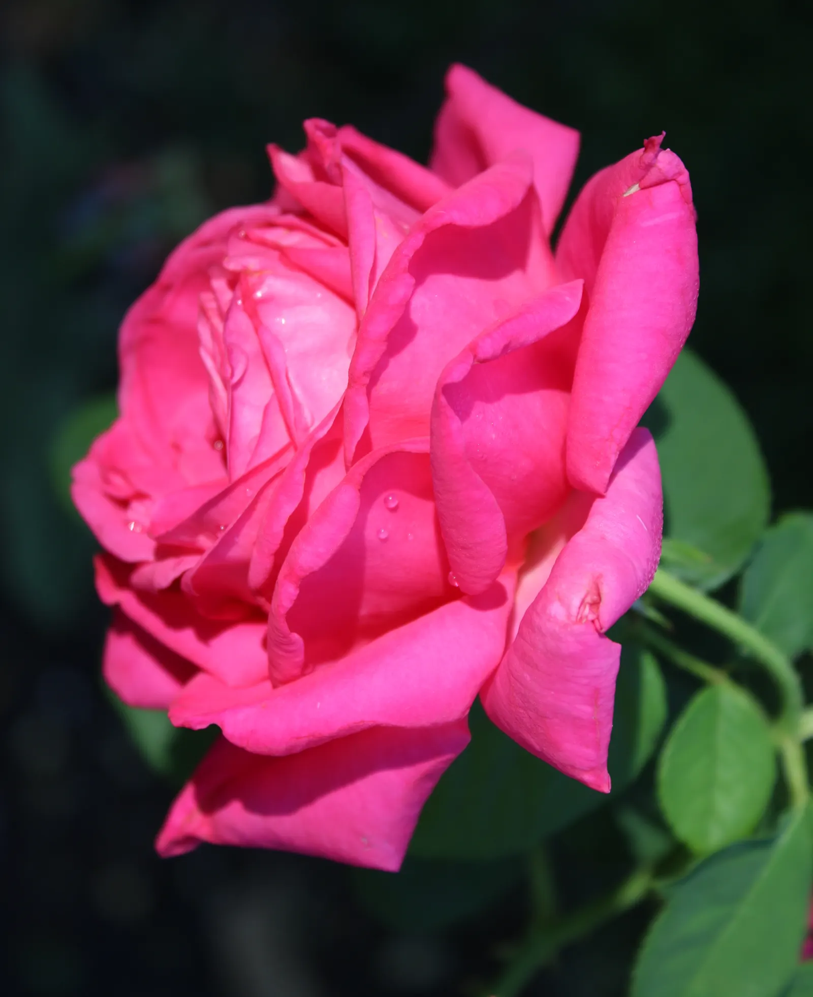 Miss All-American Beauty Garden Ros (Rosa 'Miss All-American Beauty') — displaying a resplendent performance from late spring through fall