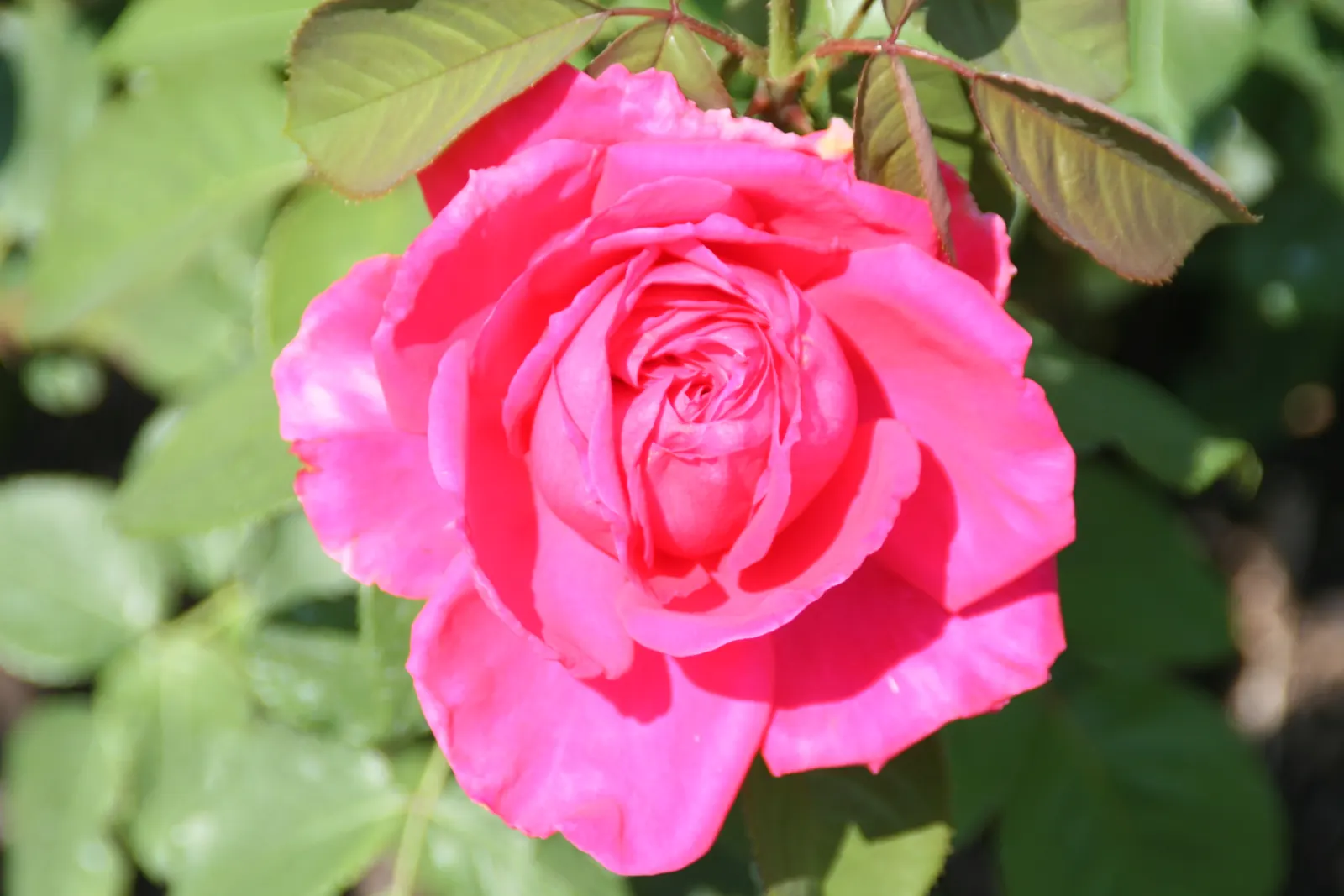Miss All-American Beauty Garden Ros (Rosa 'Miss All-American Beauty') — a captivating hybrid tea rose; delivering continuous color and an enchanting fragrance
