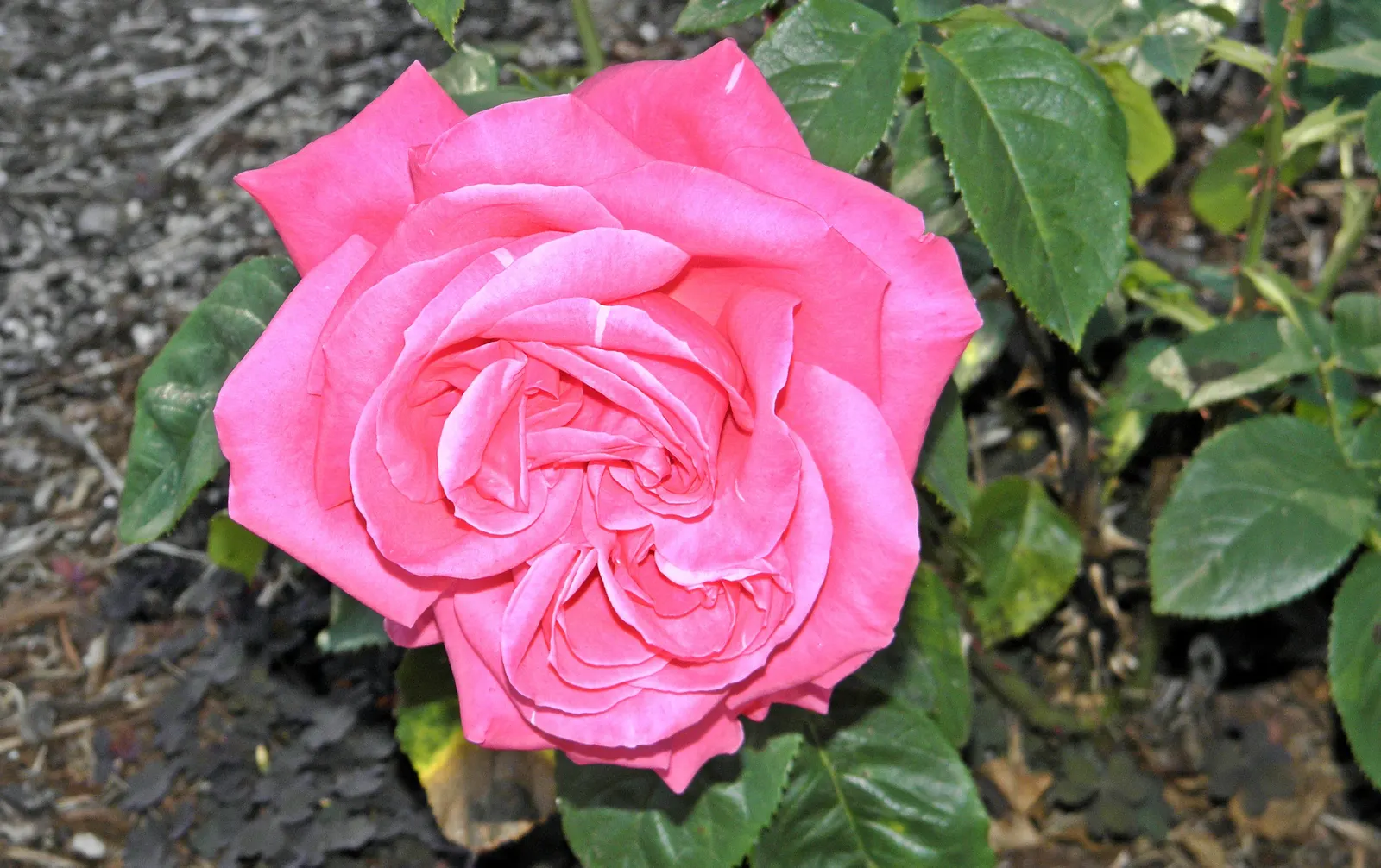 Miss All-American Beauty Garden Ros (Rosa 'Miss All-American Beauty') — delivering continuous color and an enchanting fragrance that invites frequent admiration