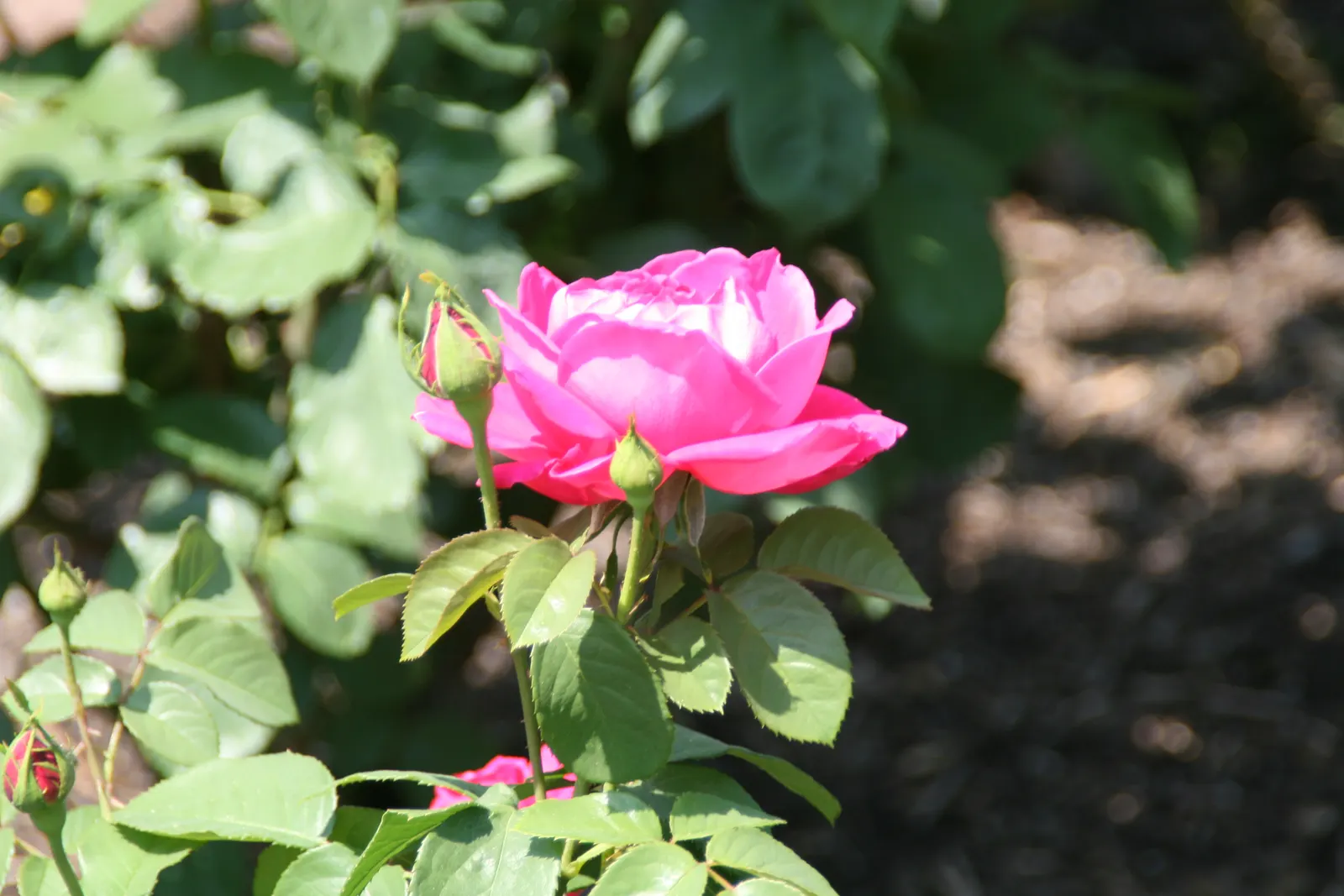 Miss All-American Beauty Garden Ros (Rosa 'Miss All-American Beauty') — Each flower spans approximately 5-6 inches, supported on sturdy stems ideal for cutting