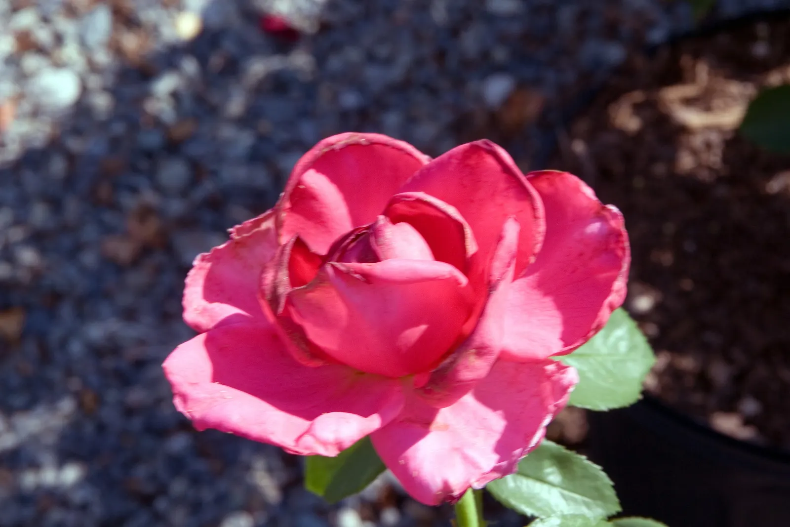 Miss All-American Beauty Garden Ros (Rosa 'Miss All-American Beauty') — This illustrious variety showcases a traditional rose form with high-centered; this