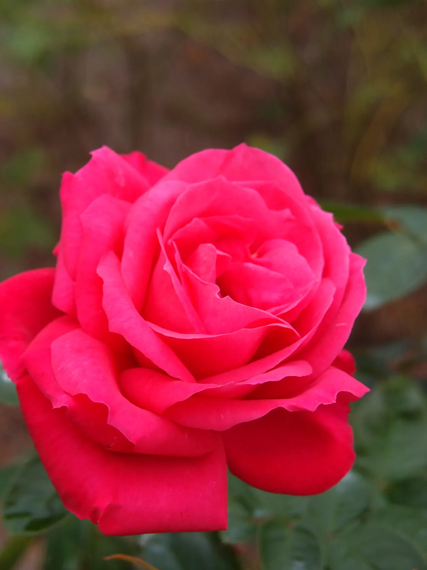 Miss All-American Beauty Garden Ros (Rosa 'Miss All-American Beauty') — The Rosa 'Miss All-American Beauty' is a hybrid tea rose that offers glamorous