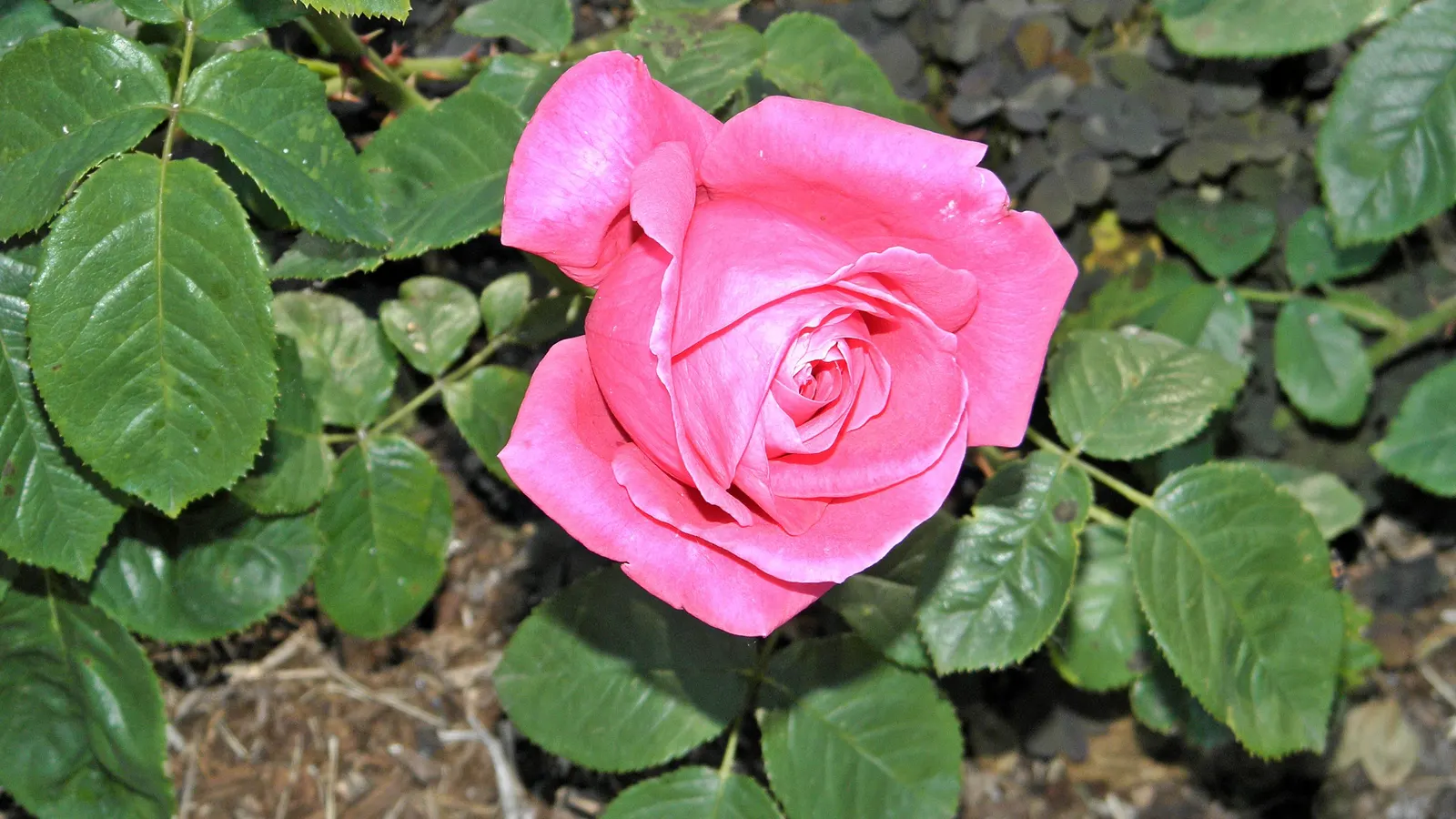Miss All-American Beauty Garden Ros (Rosa 'Miss All-American Beauty') — This perennial thrives in zones 5 through 9, reaching a mature height of 4-5 feet with